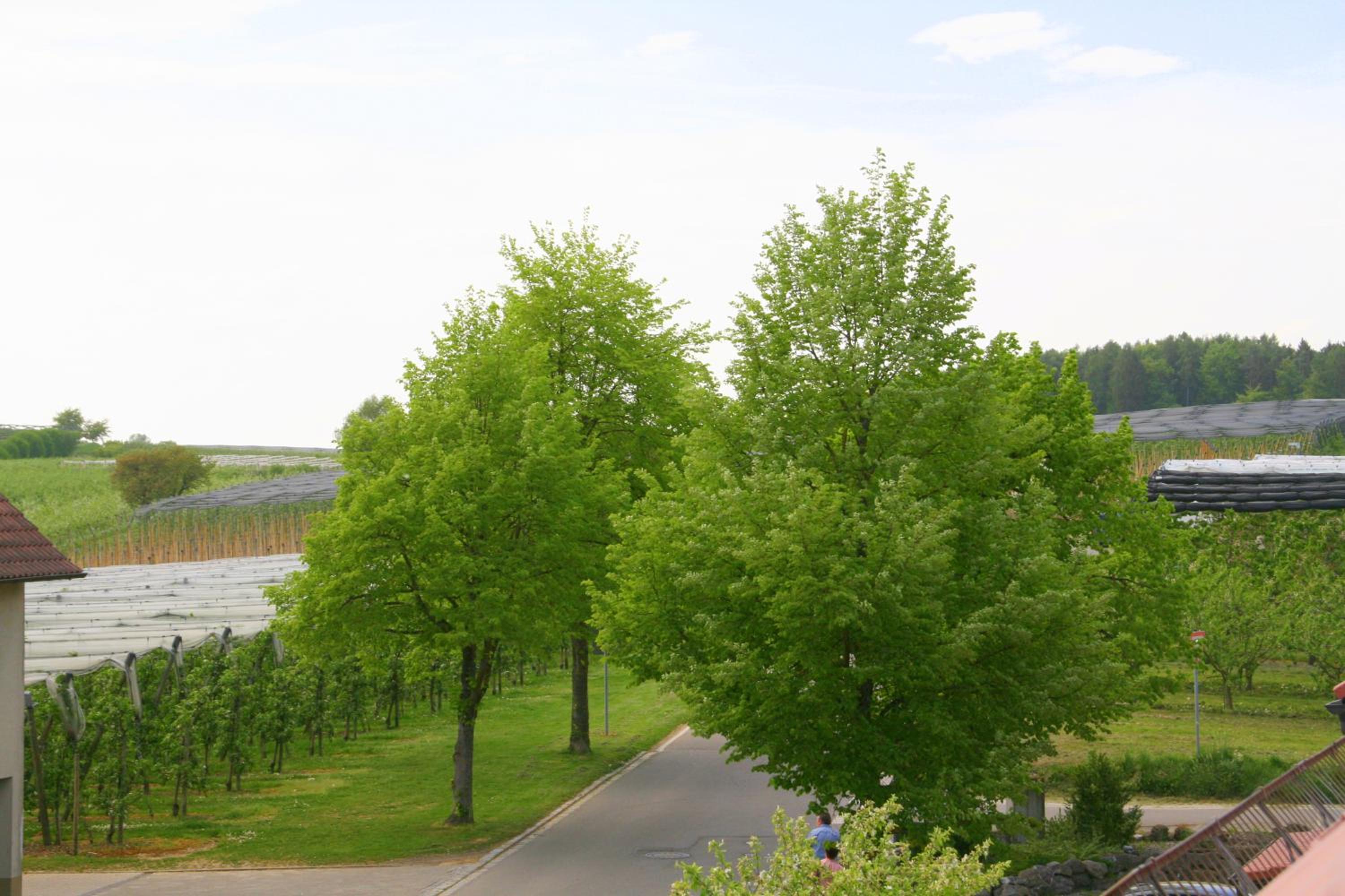 Waldvogel Ferienzimmer klimatisiert view 4