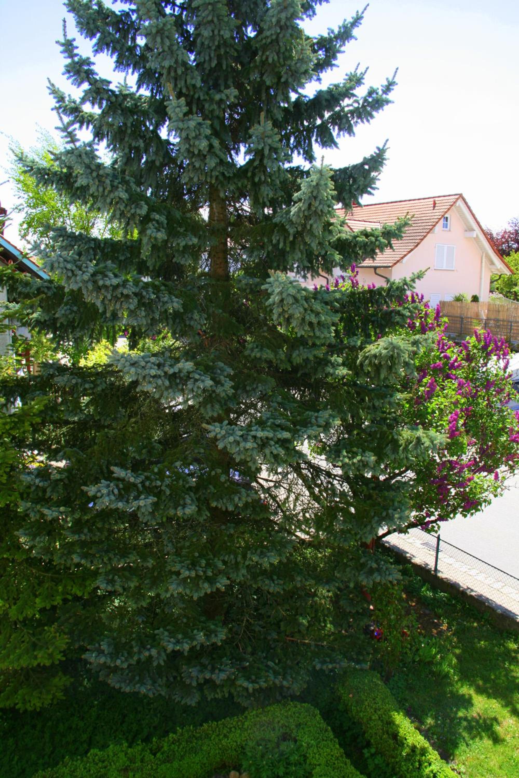 Waldvogel Ferienzimmer klimatisiert view 5