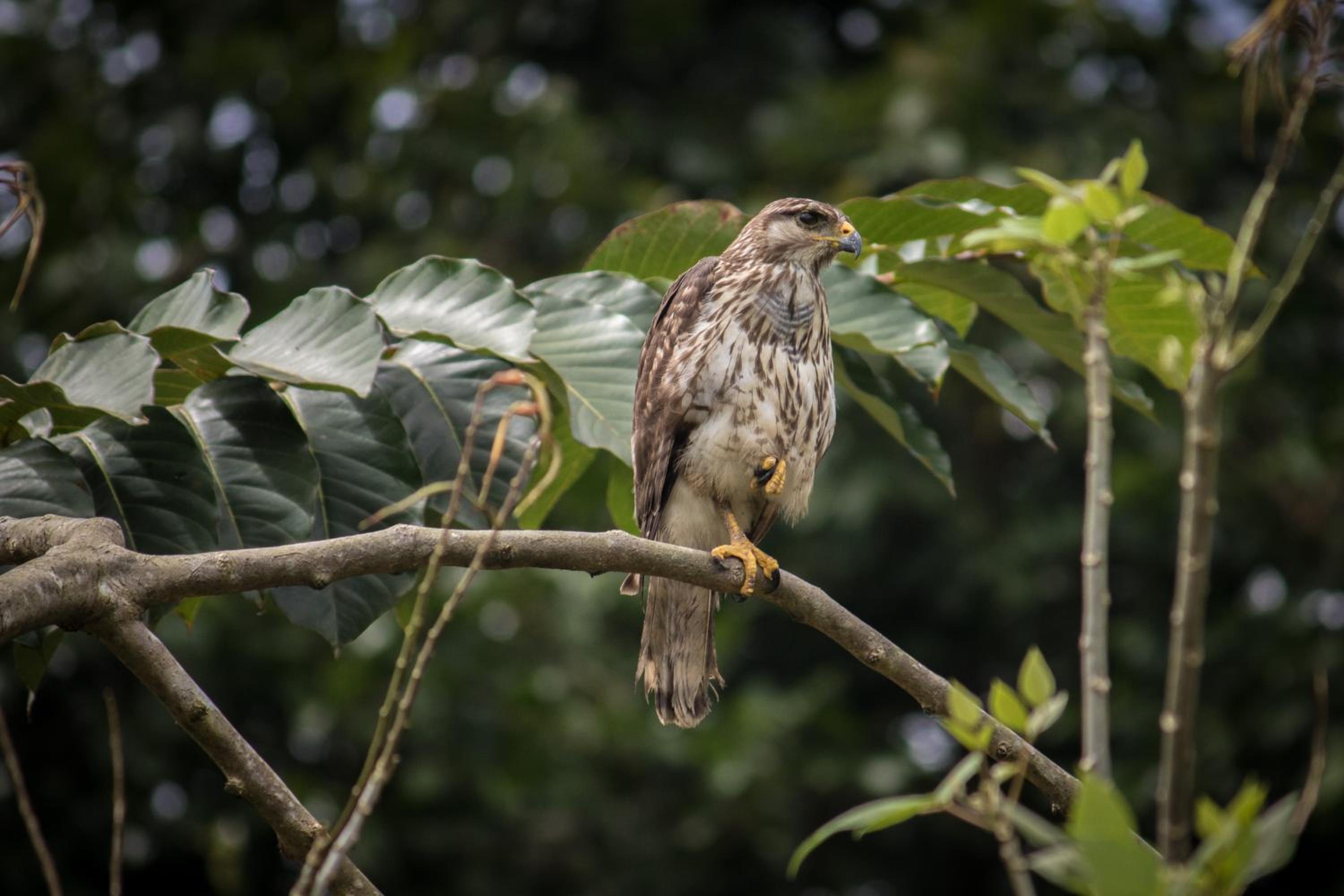 Casa Grande at Pacuare Reserve