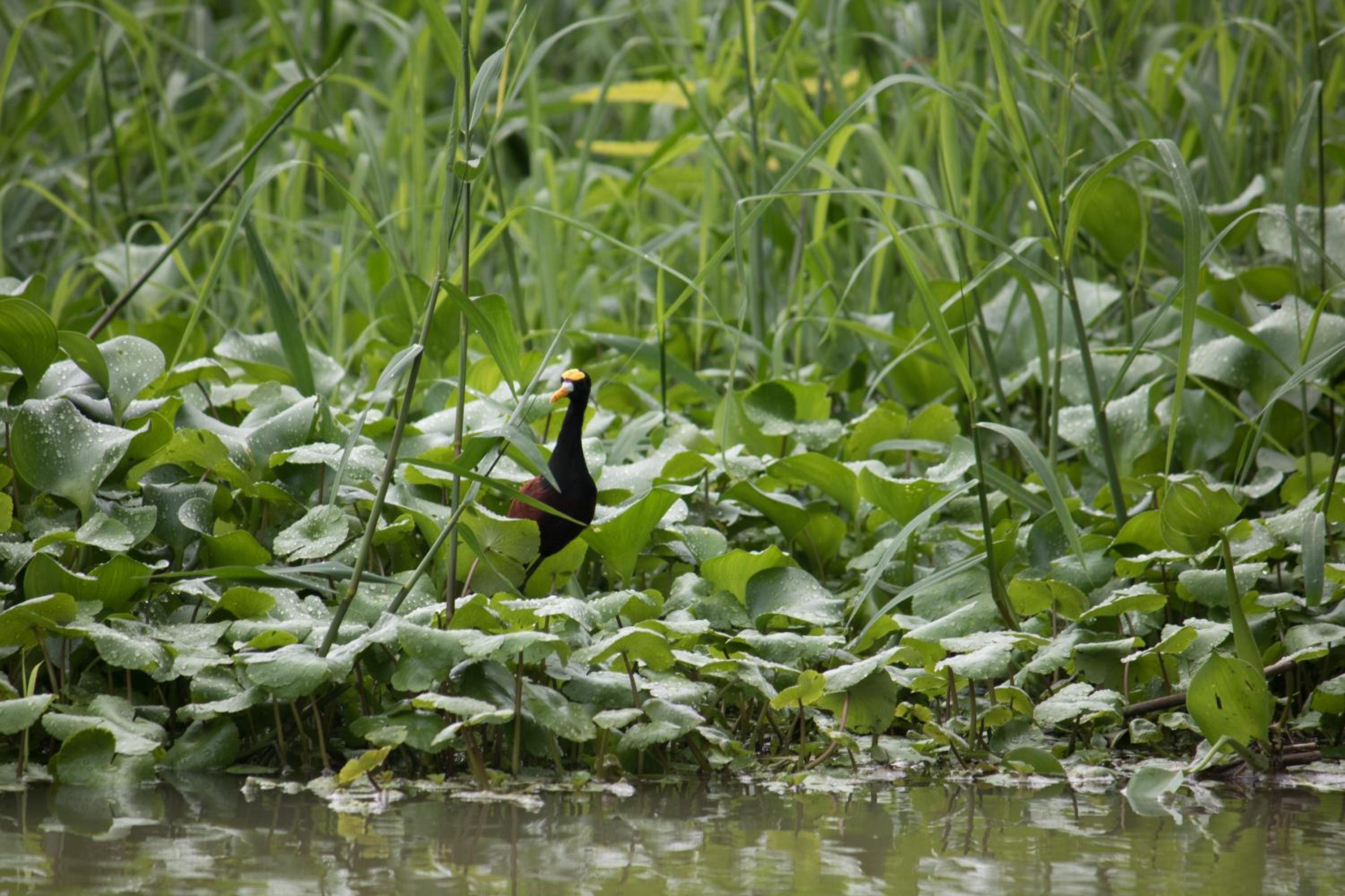 Casa Grande at Pacuare Reserve