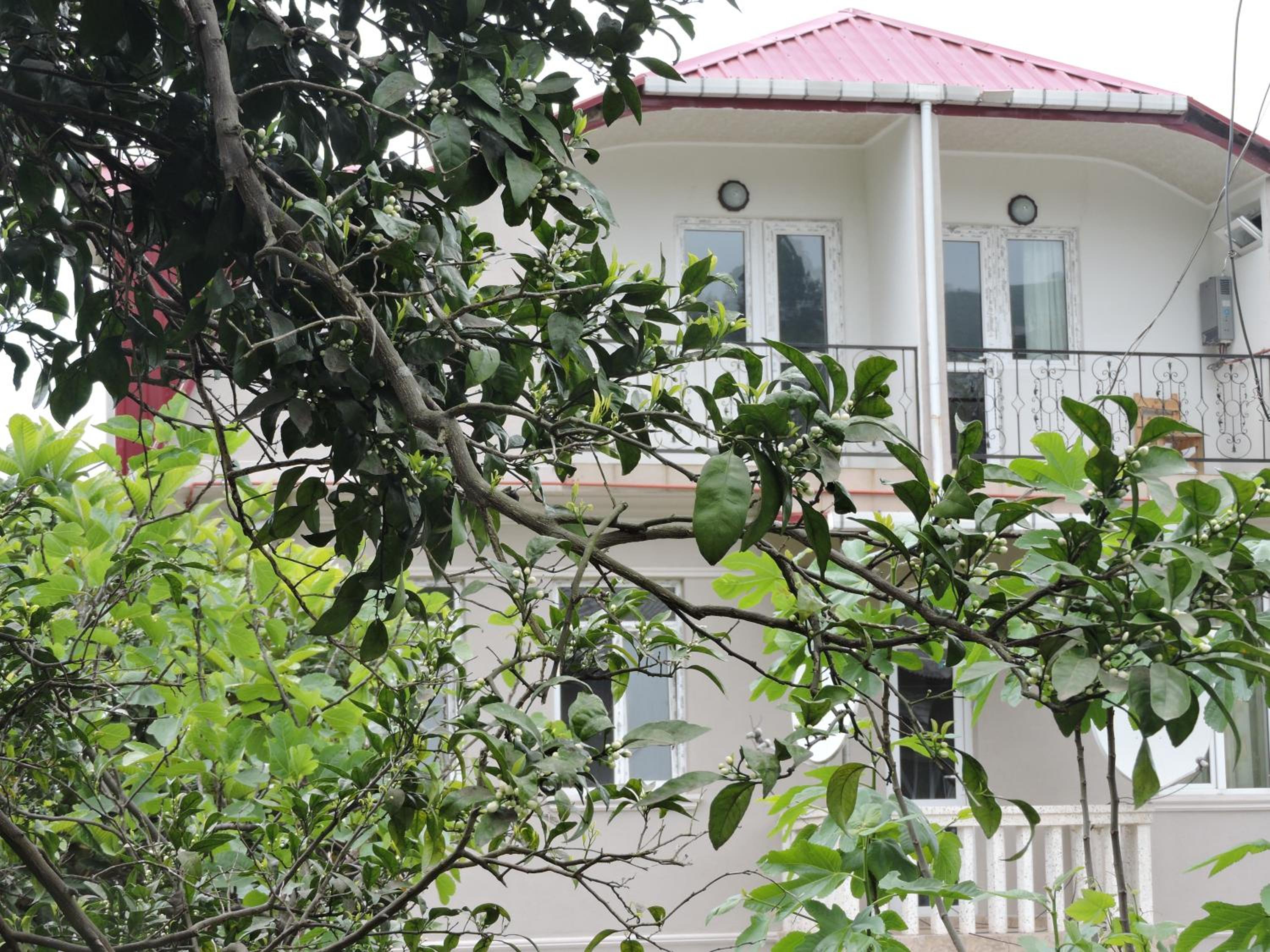 Shamil House