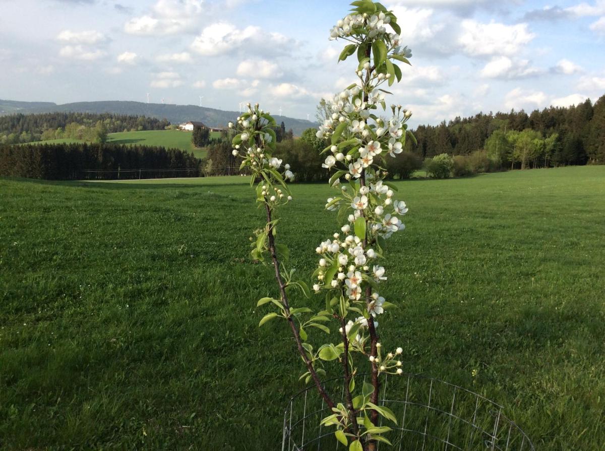 Ferienbauernhof Koller (Familie Hofer) - Urlaub am Bauernhof
