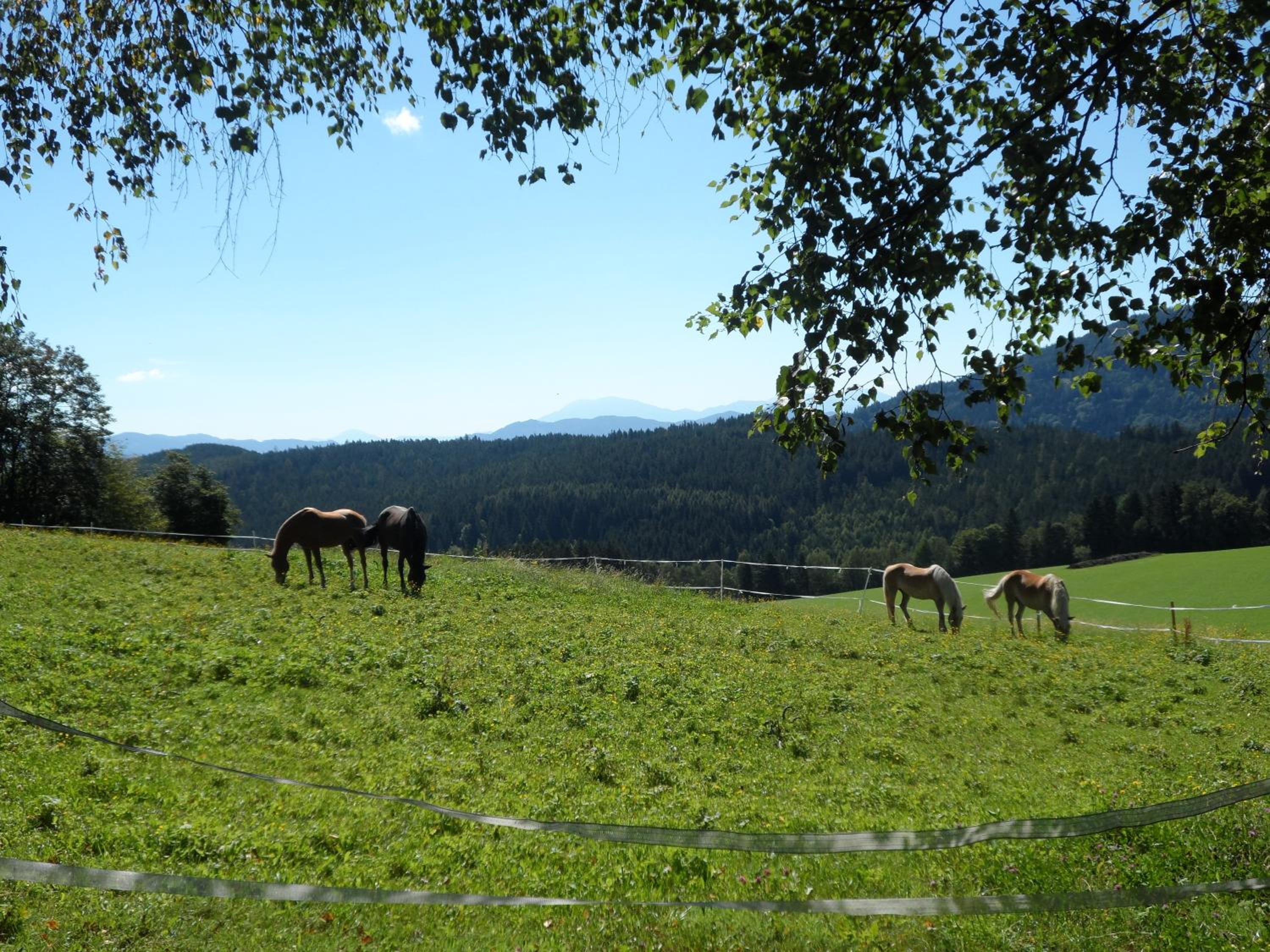 Urlaub am Haberlehof view 2
