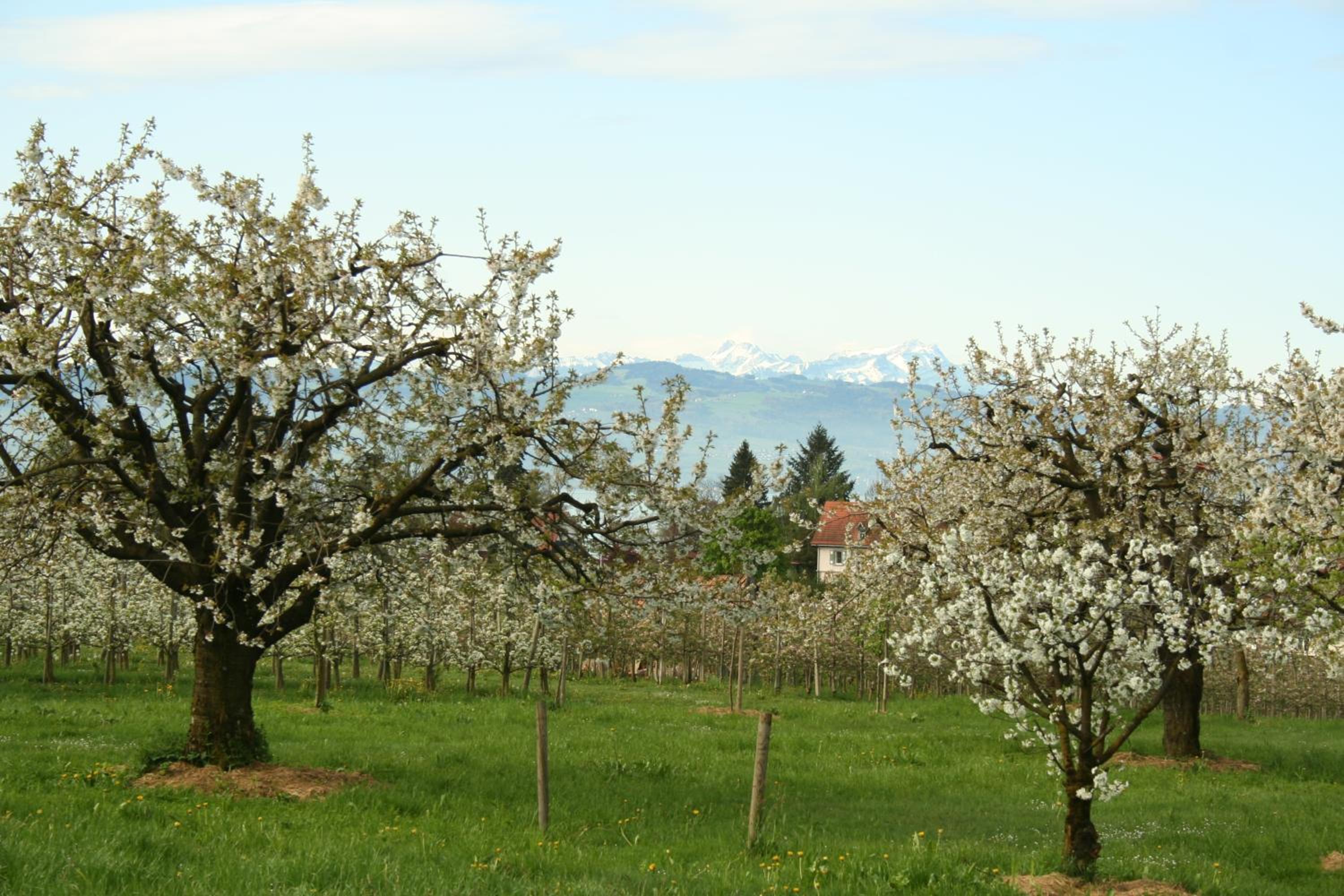 Villa Linke am Bodensee view 4