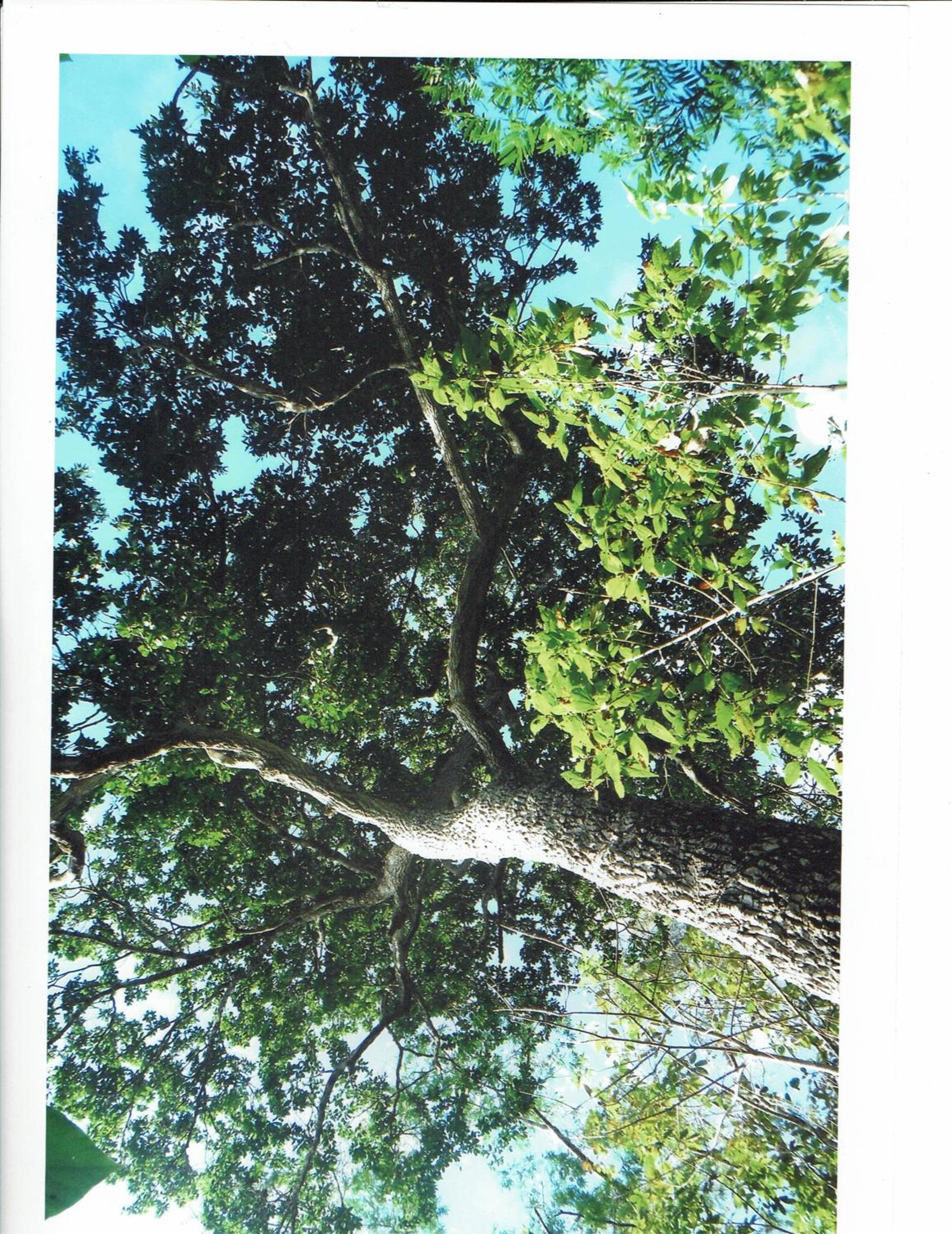 Photo 39