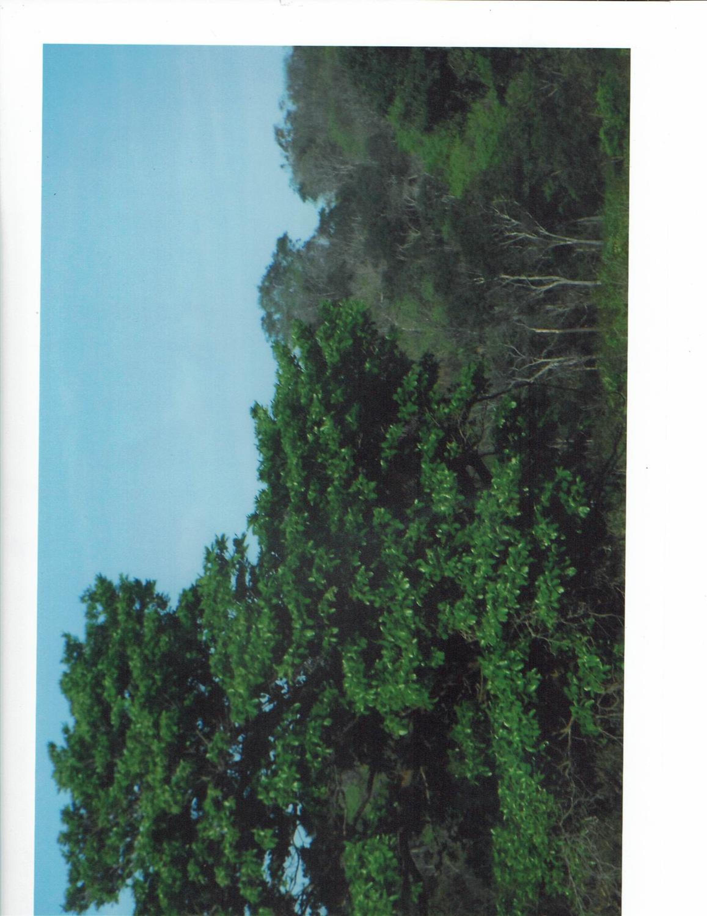 Photo 60