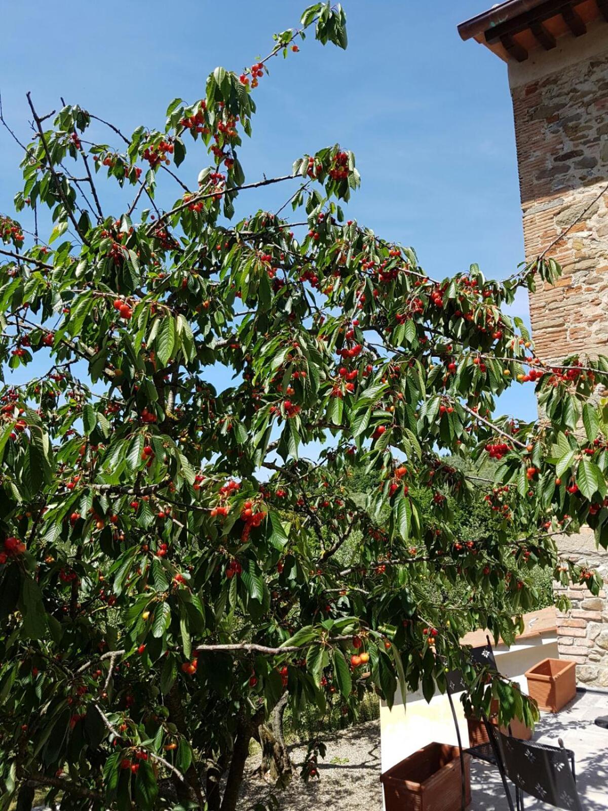 Agriturismo Il Pintello