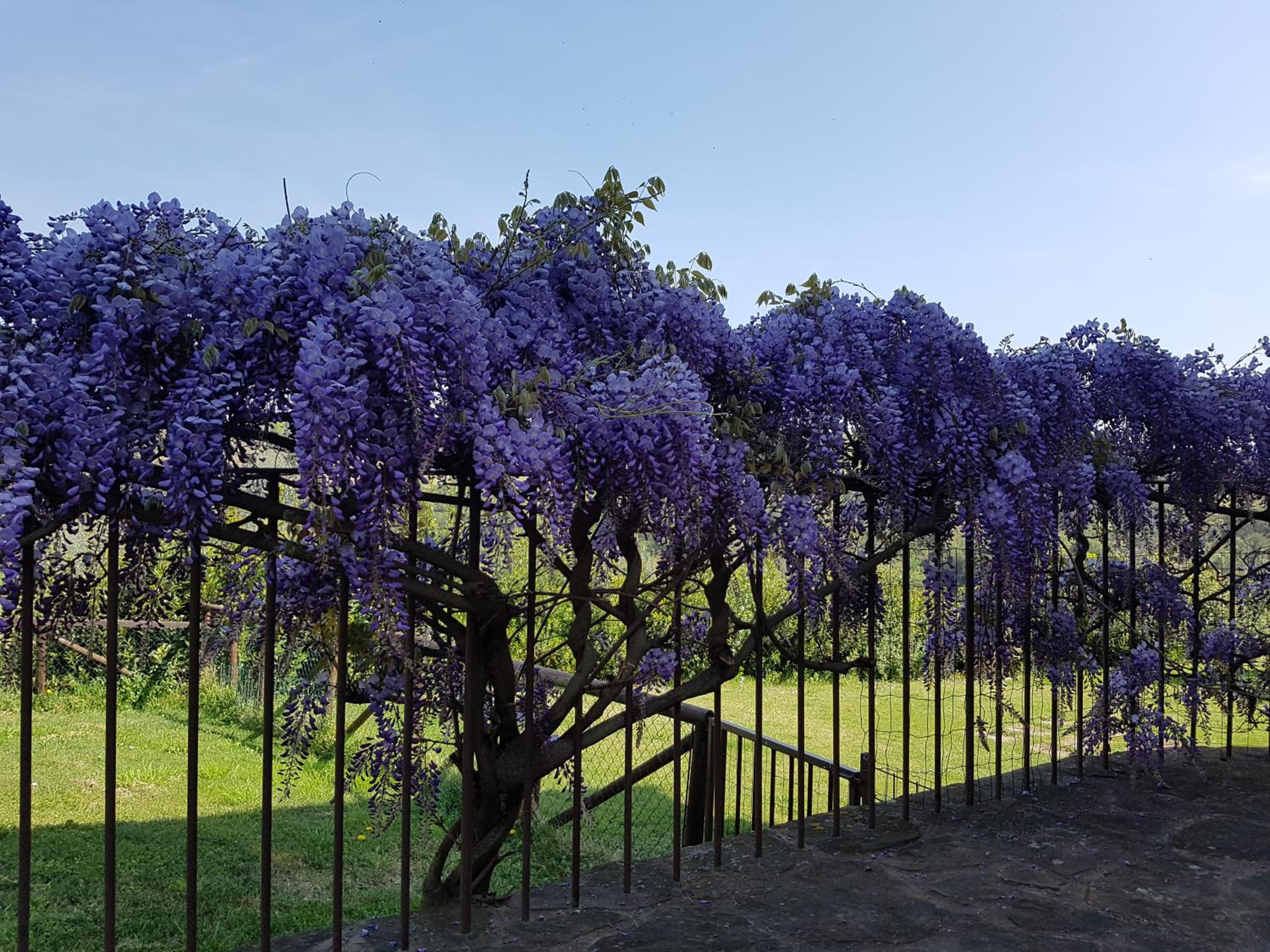 Agriturismo Il Pintello