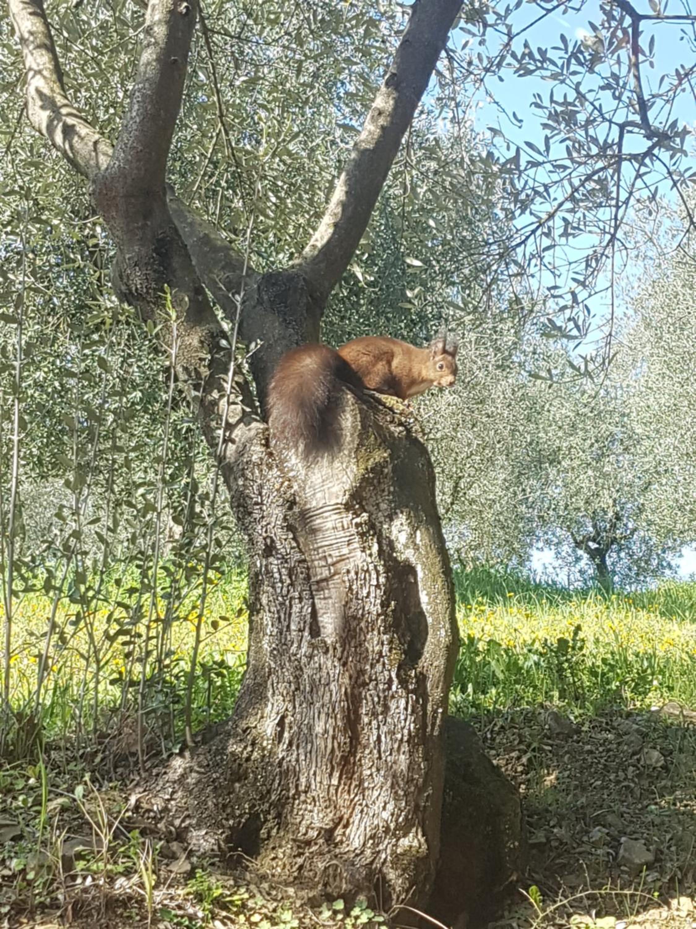 Agriturismo Il Pintello
