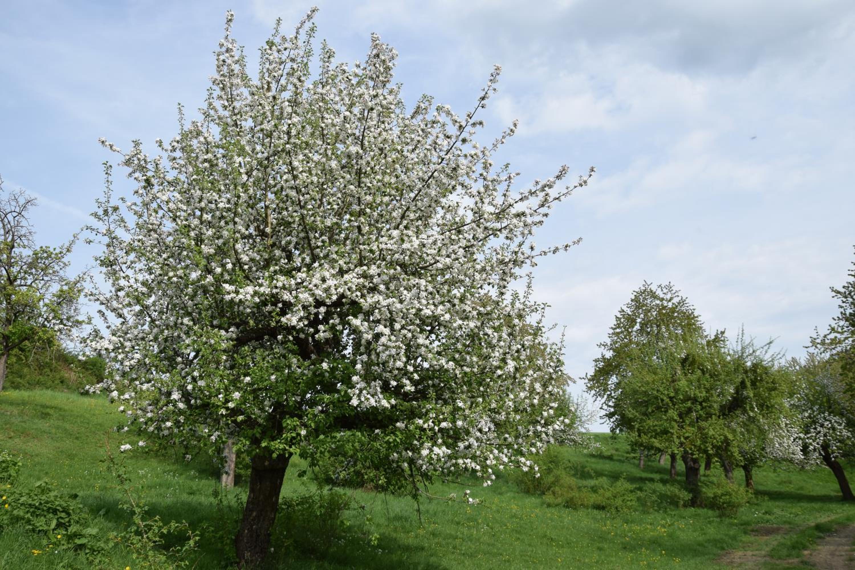 Photo 44