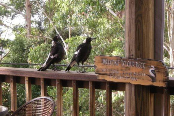 Tamborine Mountain Bed and Breakfast