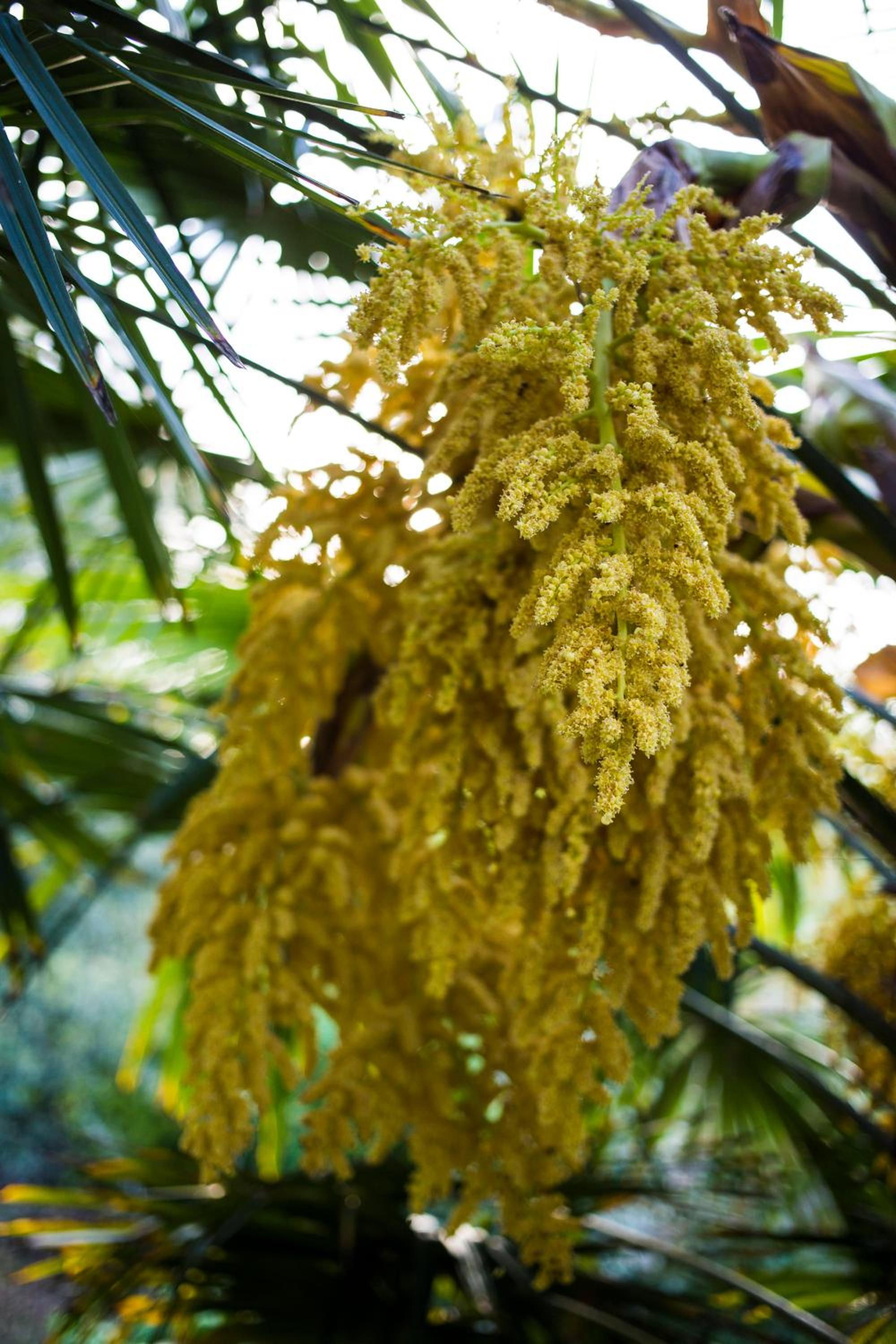 Grande villa storica per vacanze con giardino privato e piscina - Property Image 13