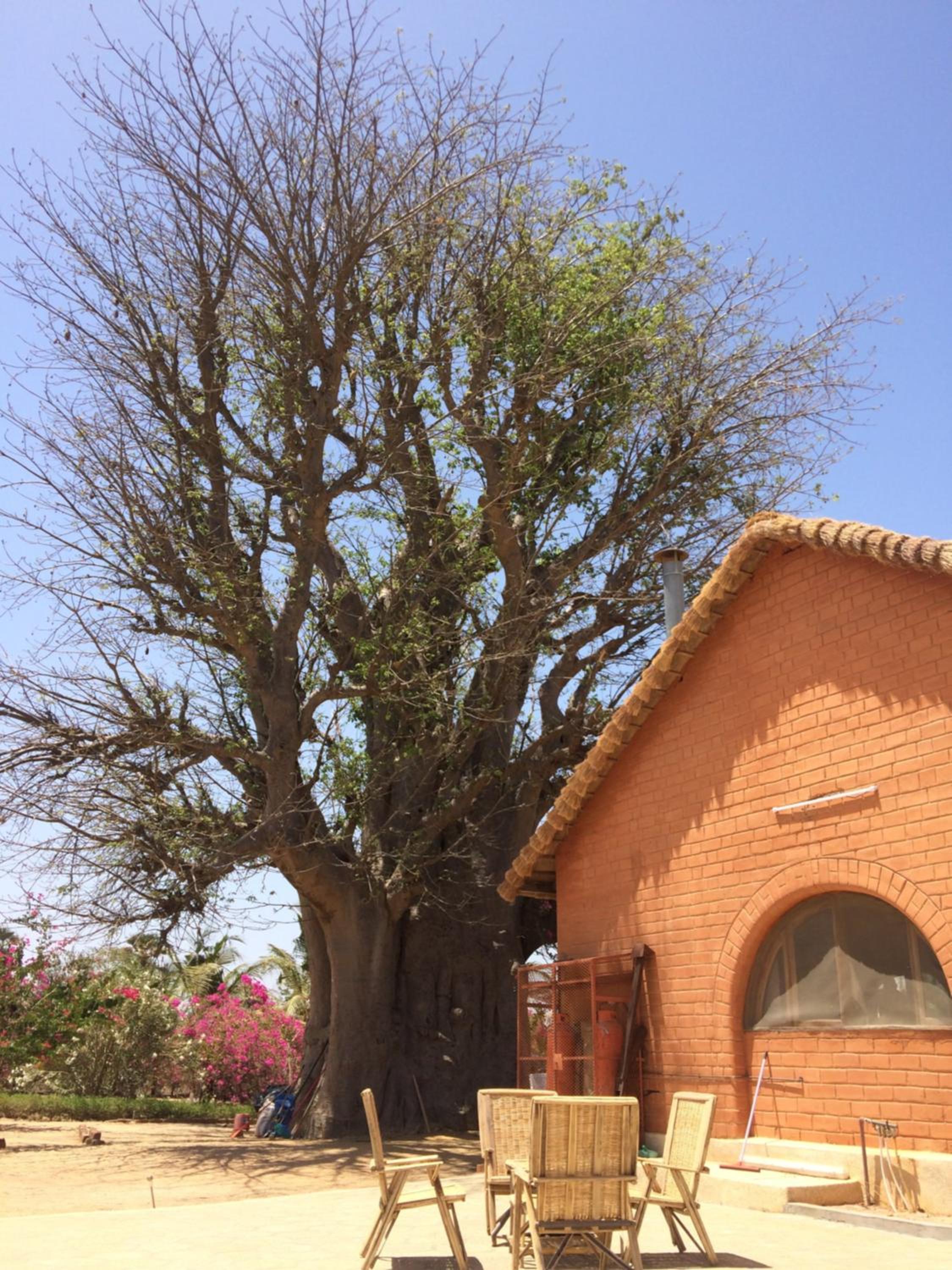 Baobab Lodge