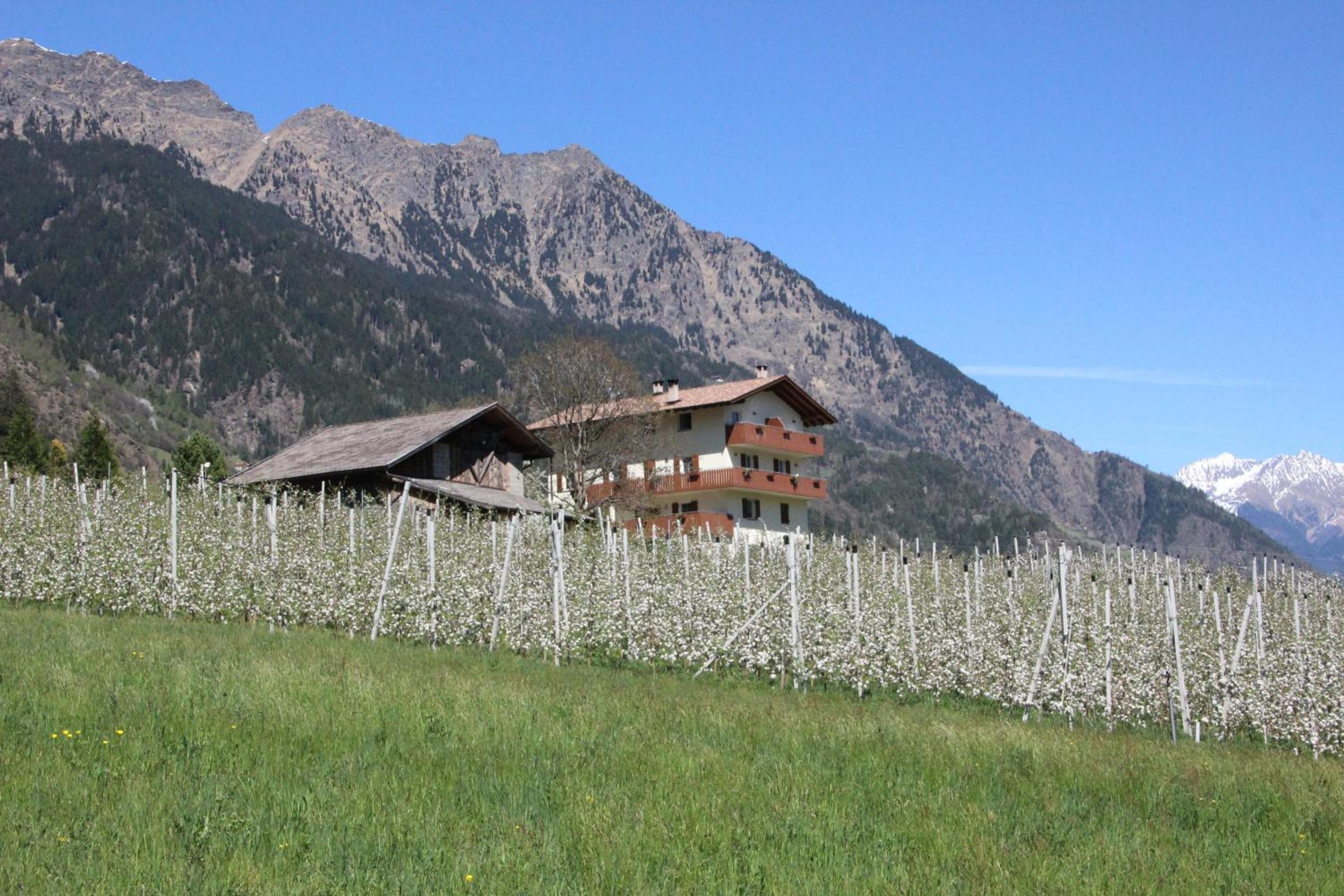 Mareinhof - Urlaub auf dem Apfelbauernhof view 2