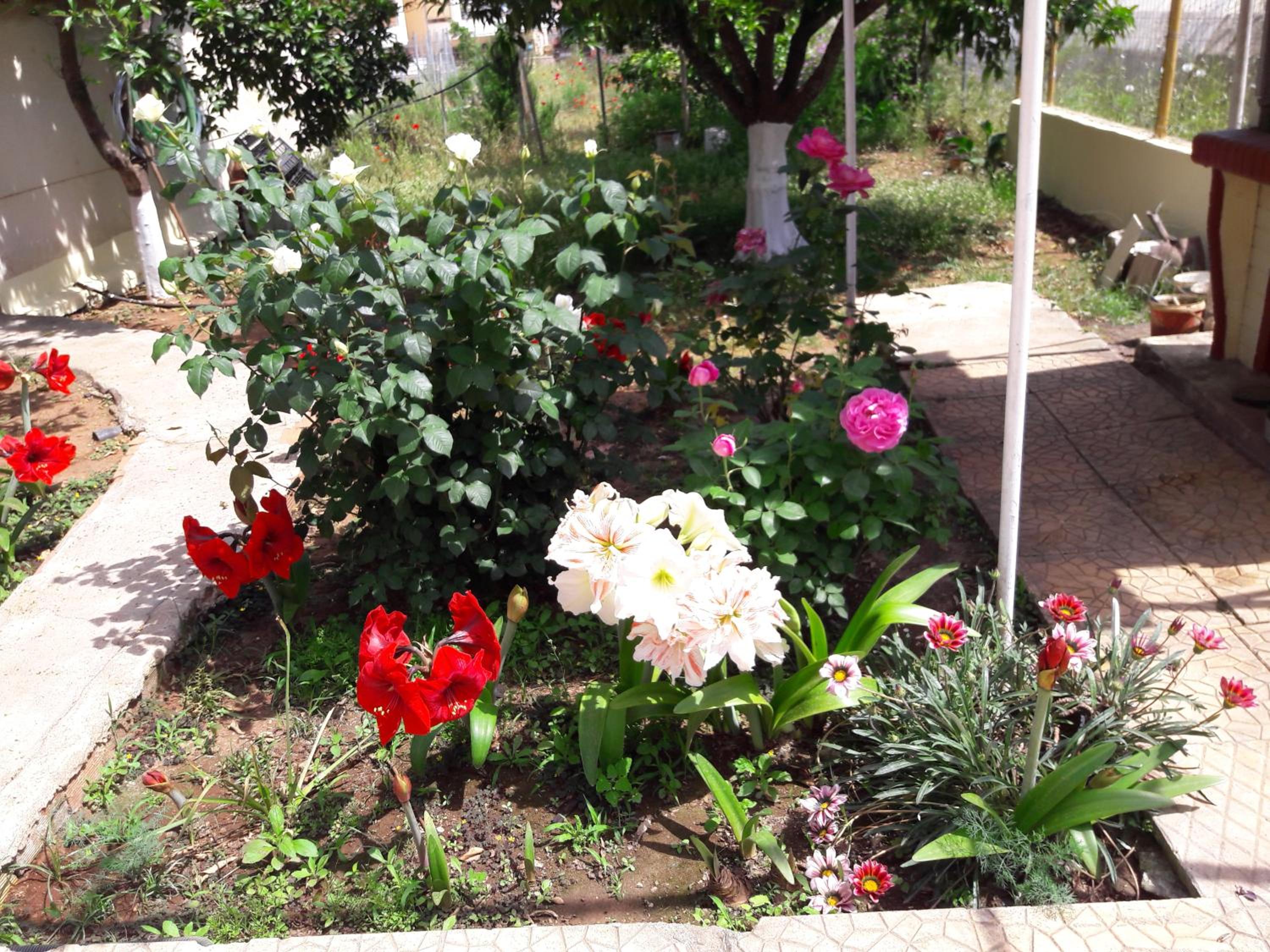 The Roses House view 5
