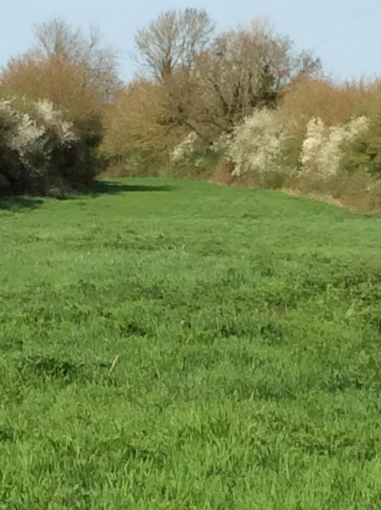 Waldegrave farm
