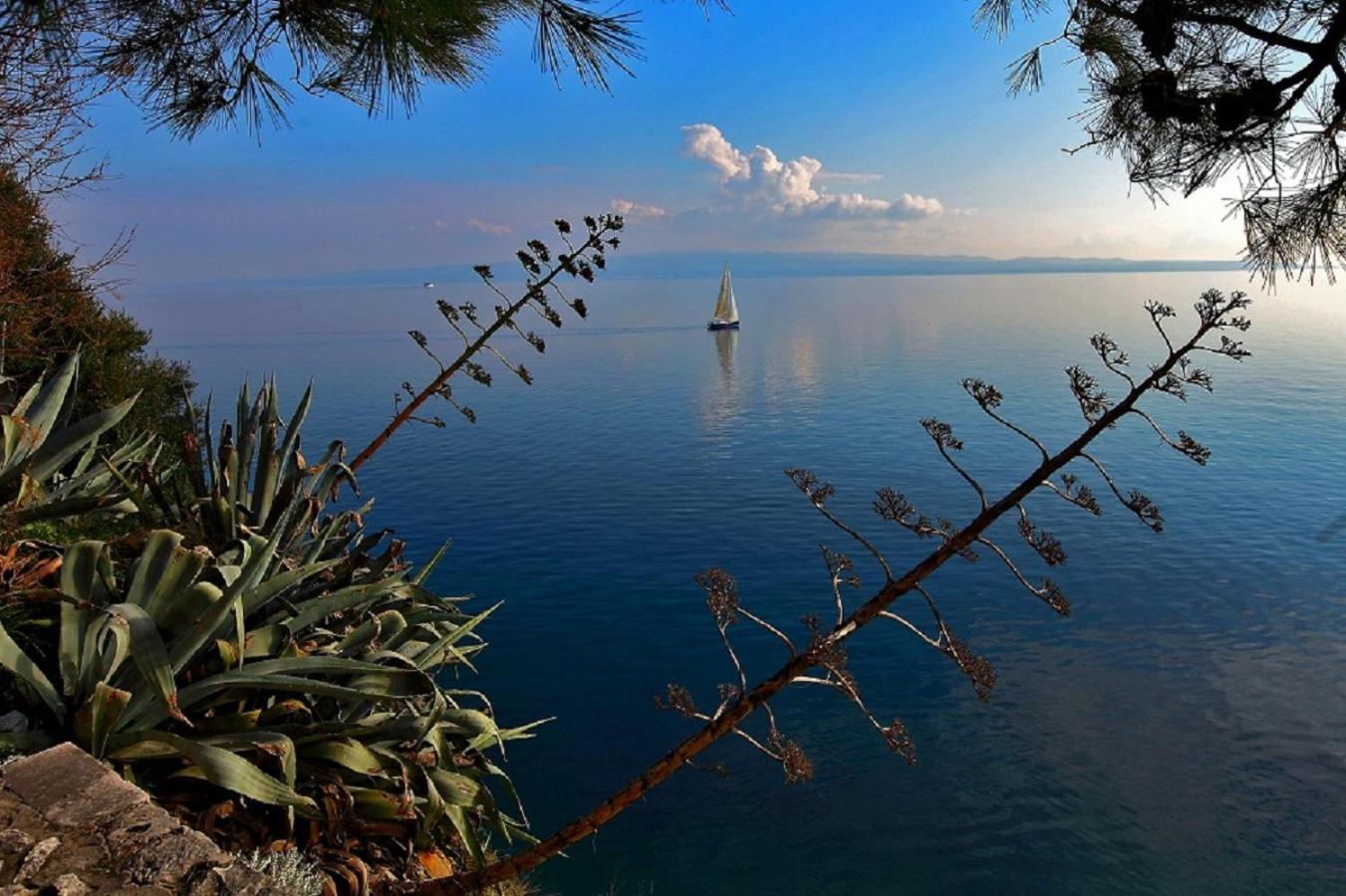 Olive Tree