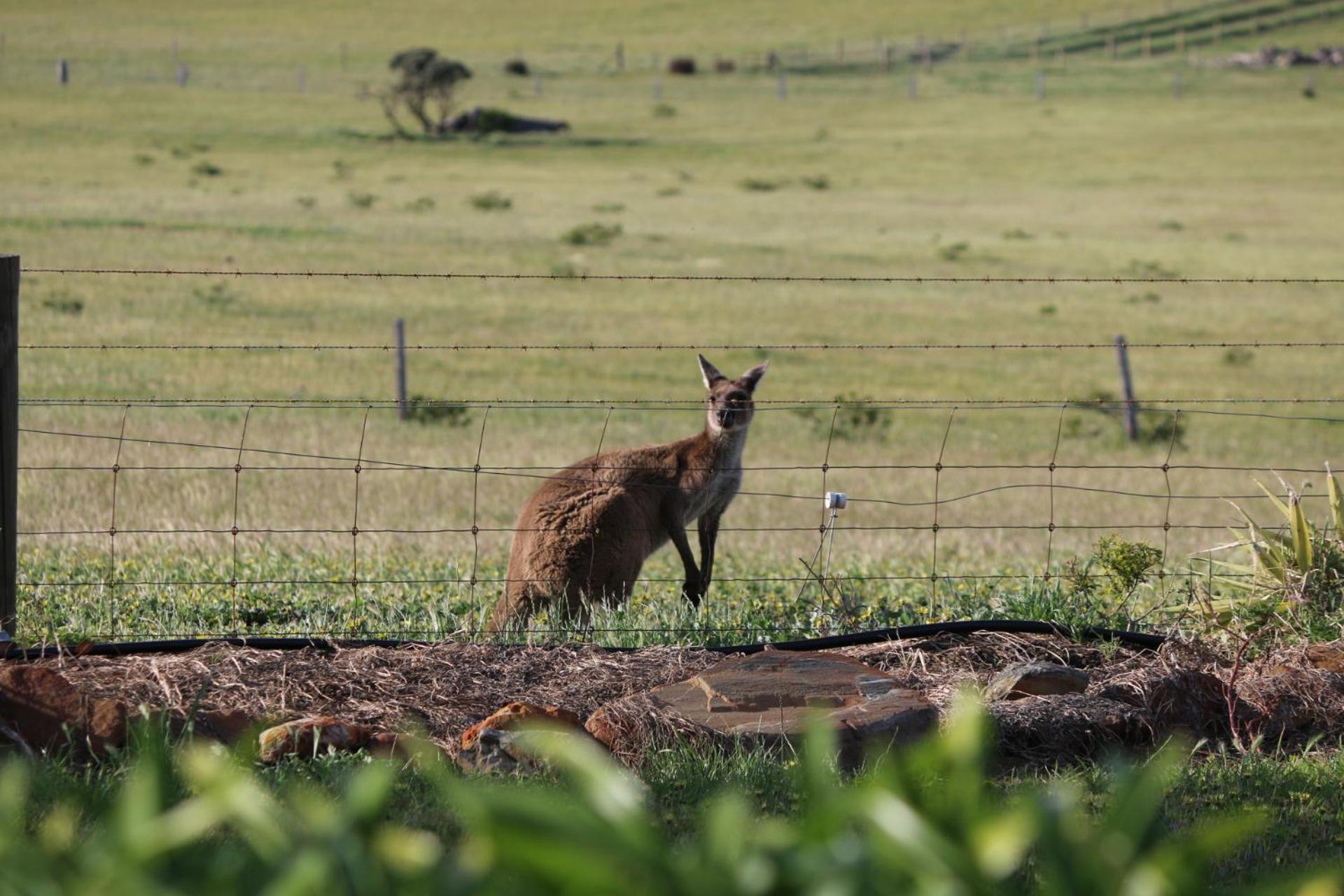 Pink Gums Farmstay