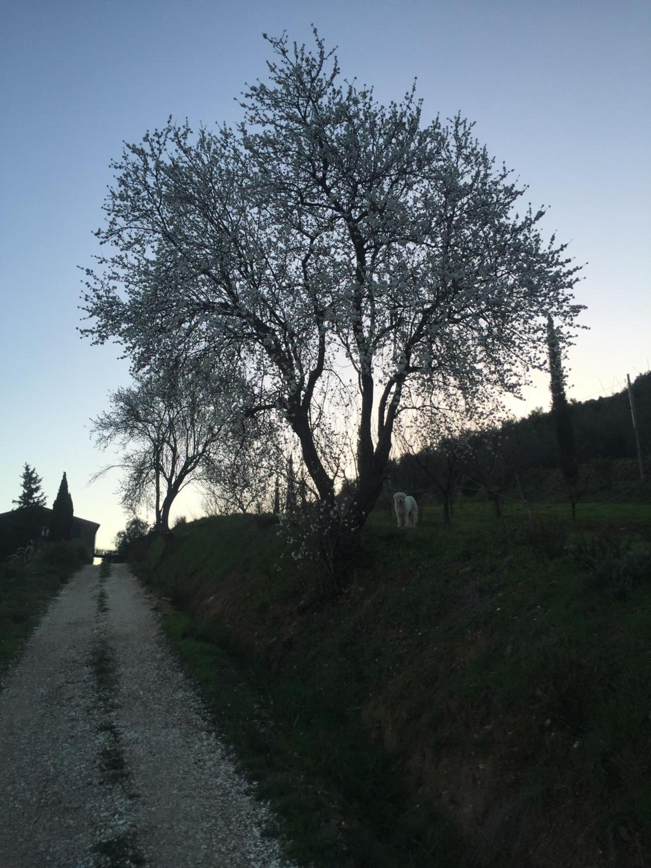 Photo 42