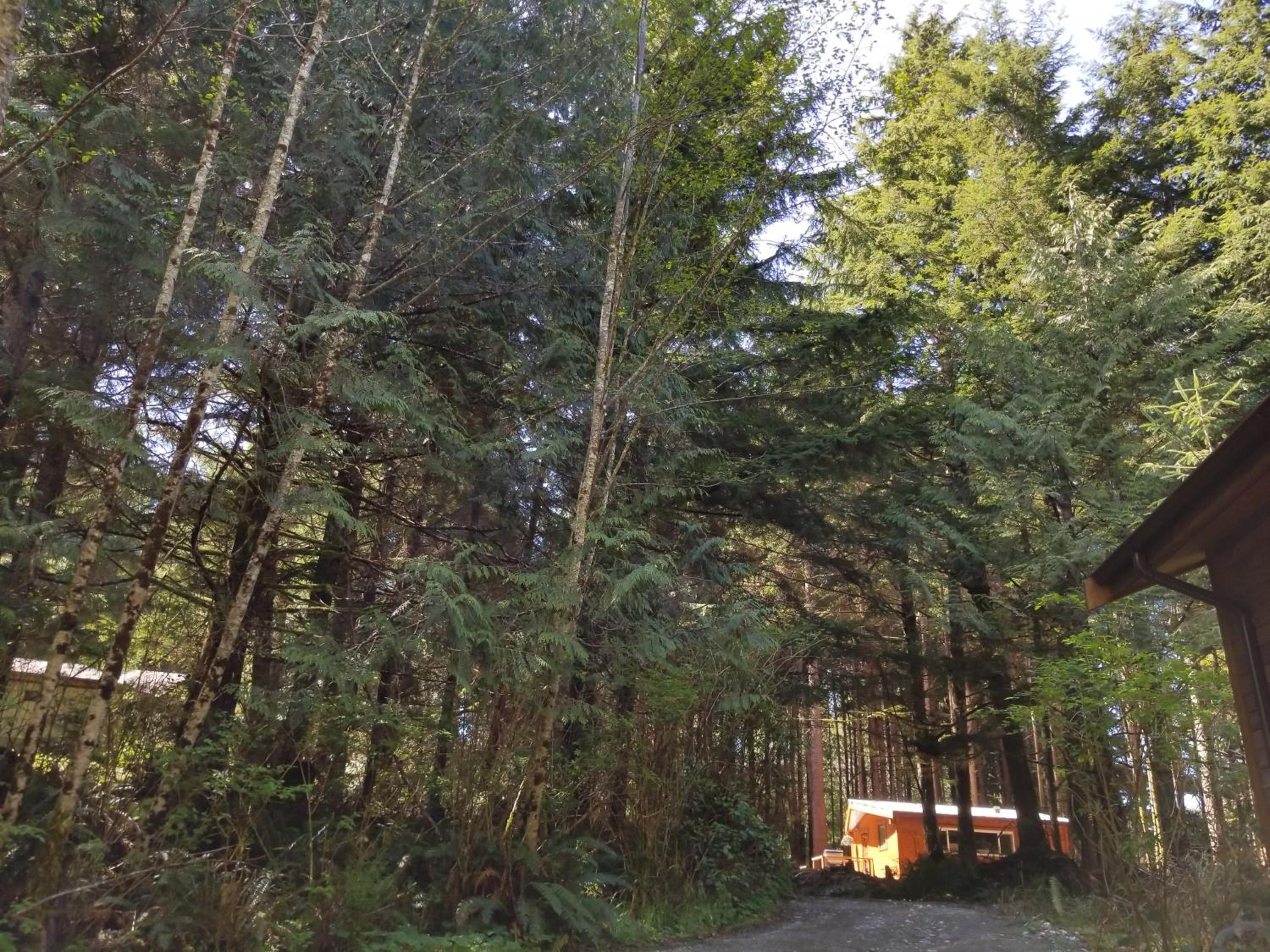 Evergreen Forest Cabins - Image 4