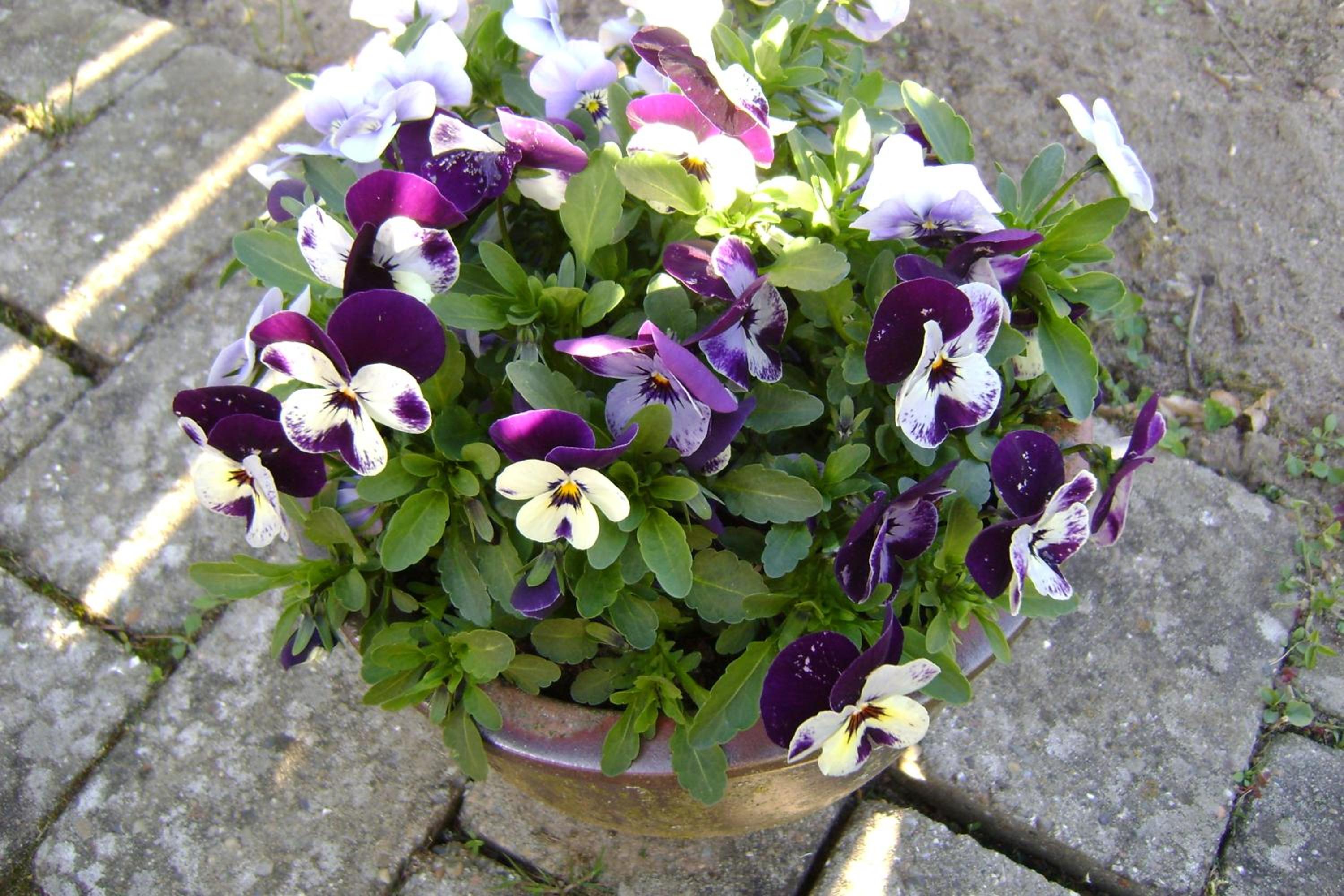 Photo 20