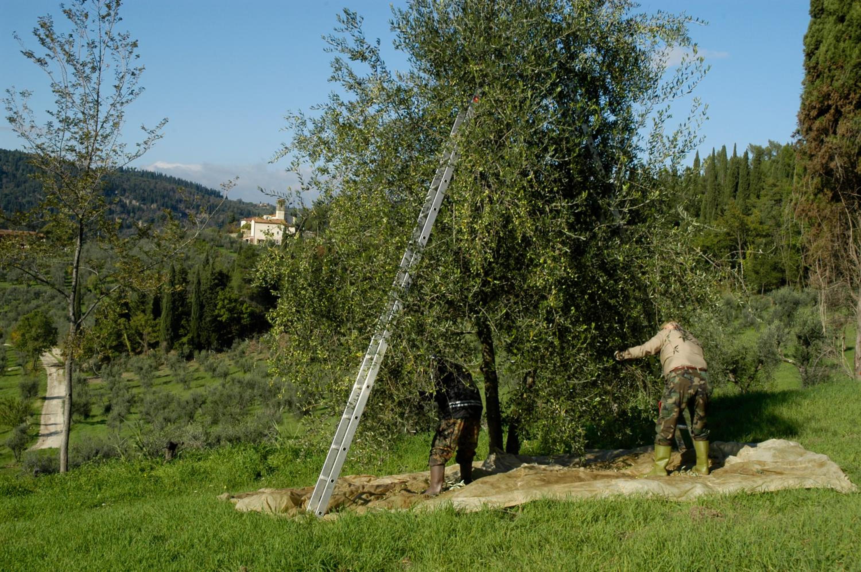 Fattoria di Maiano