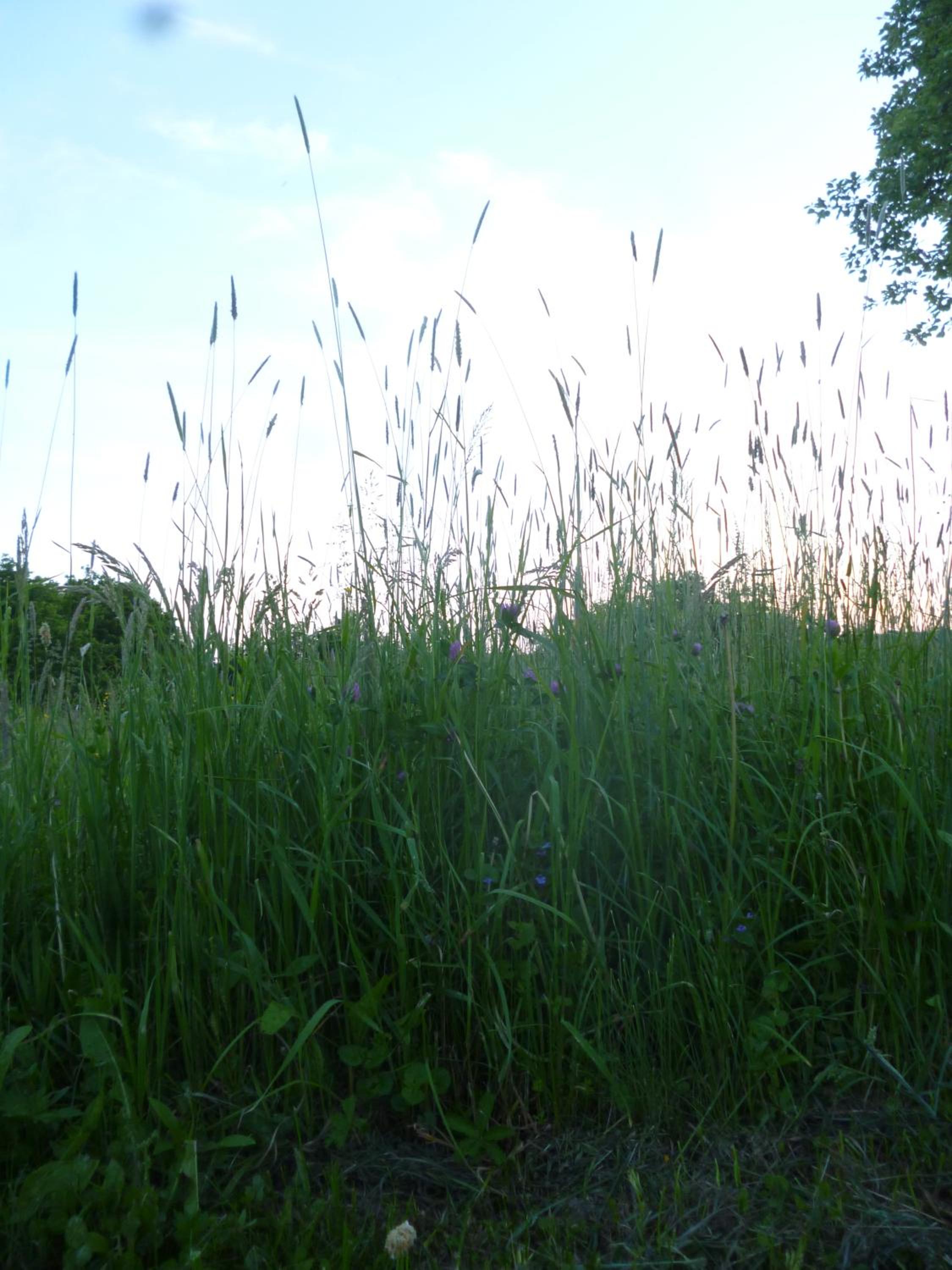 Photo 68