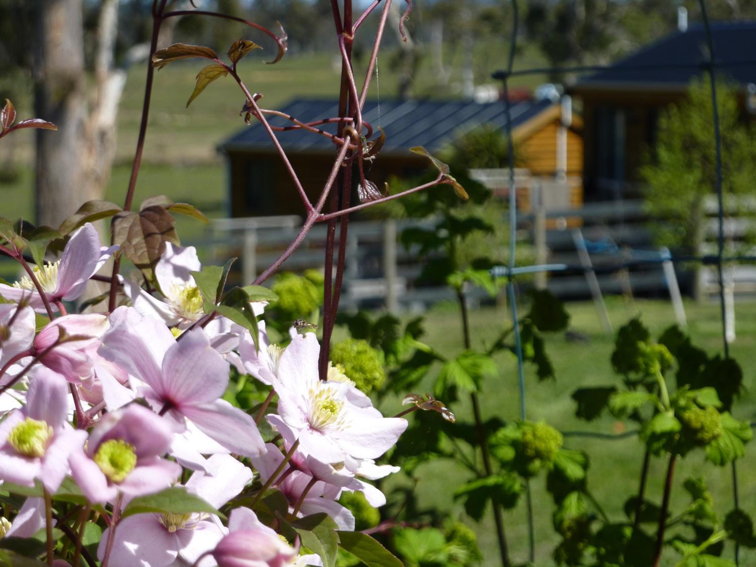 Hazelcreek Cottages