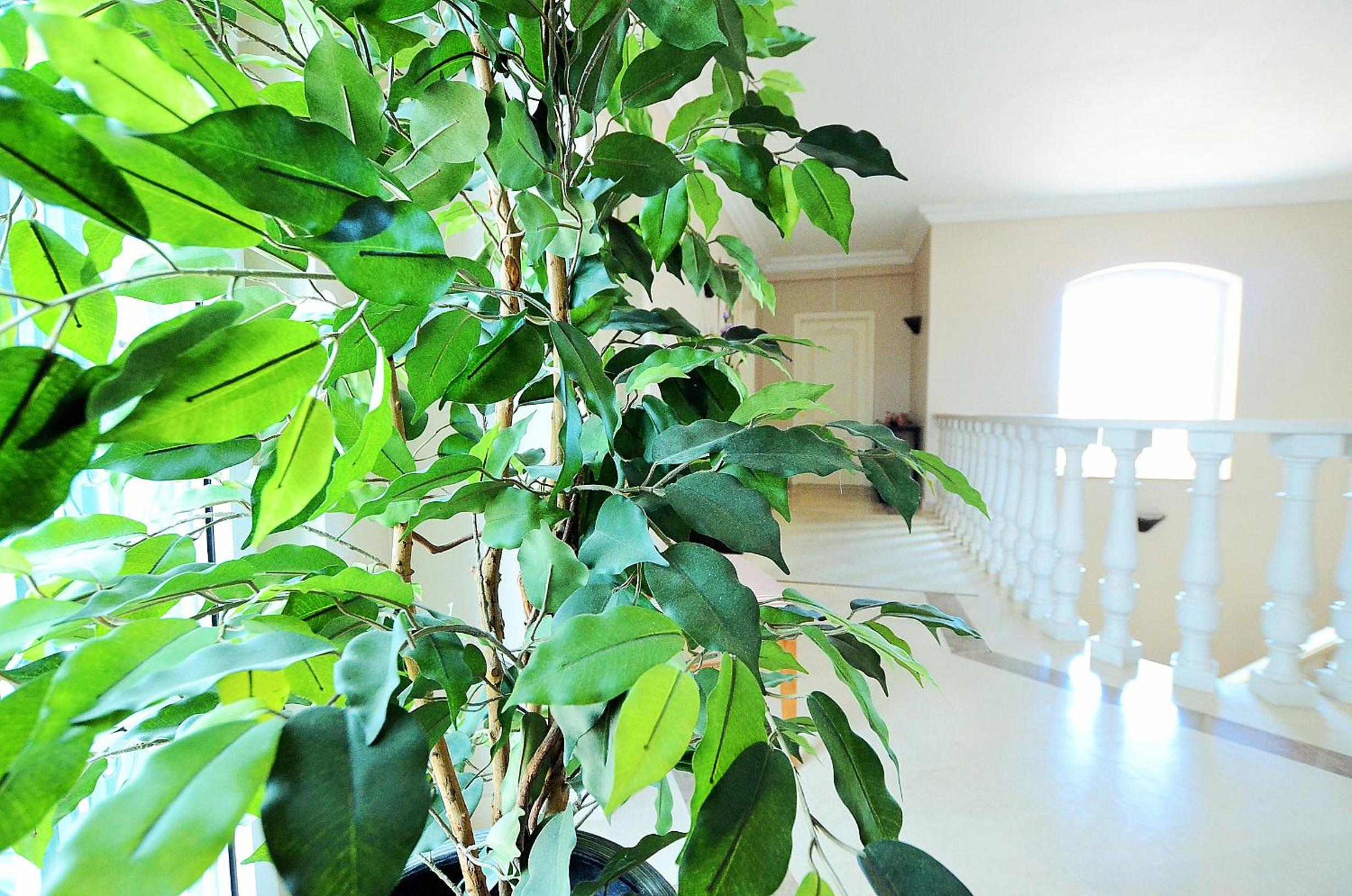 Suites & Beds DP Albufeira