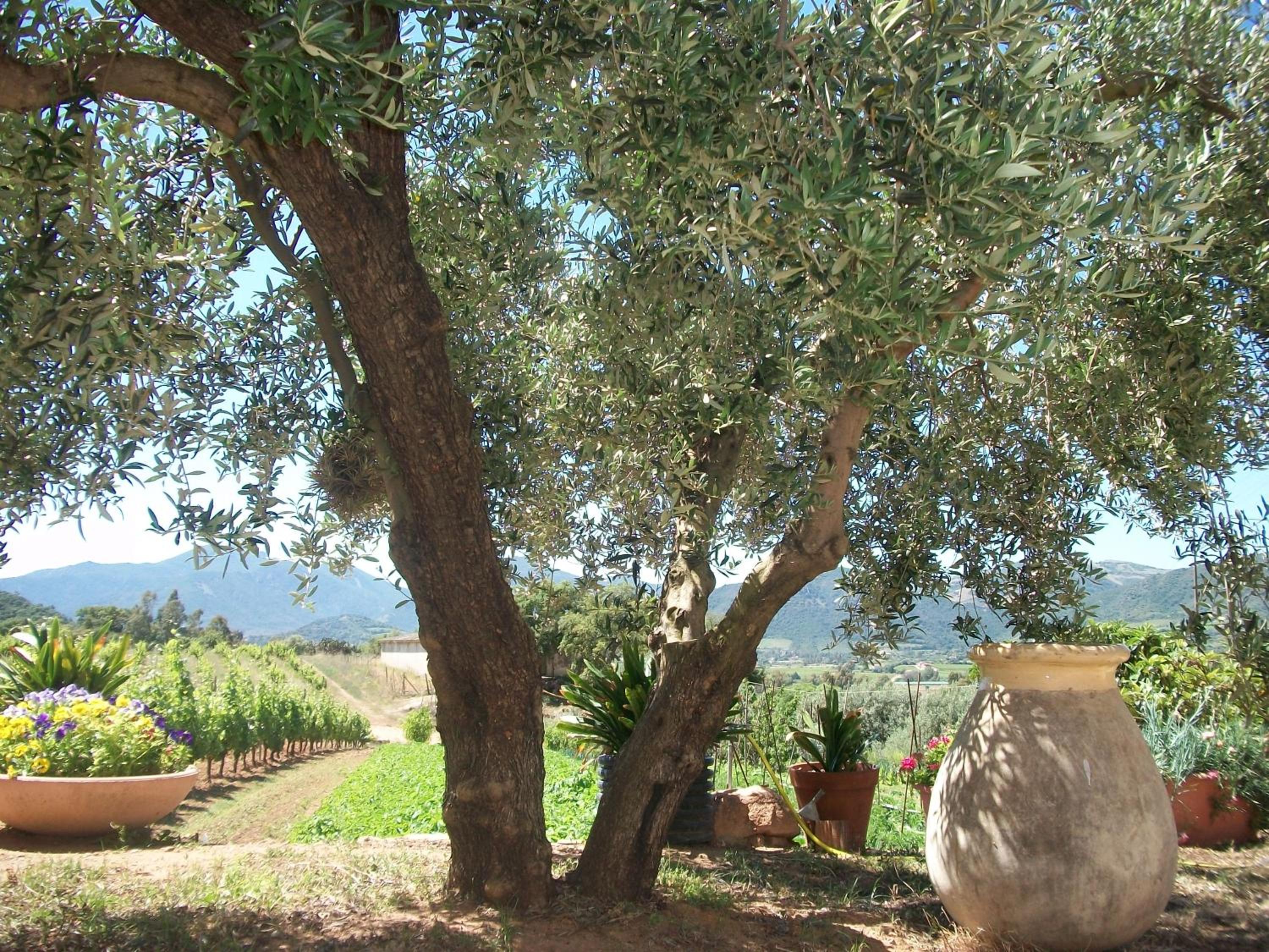 Monte Astili view 4