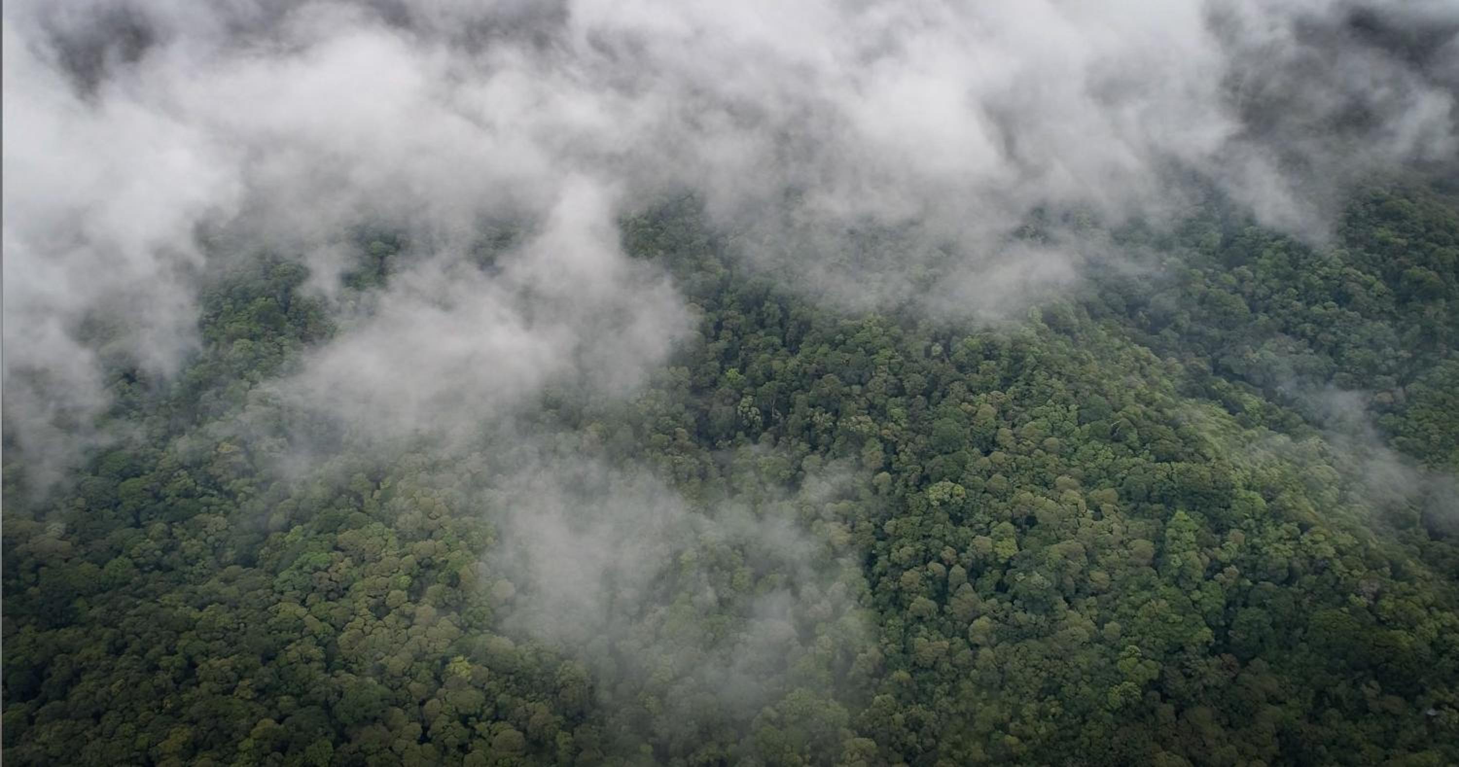 Cloud Forest Lodge