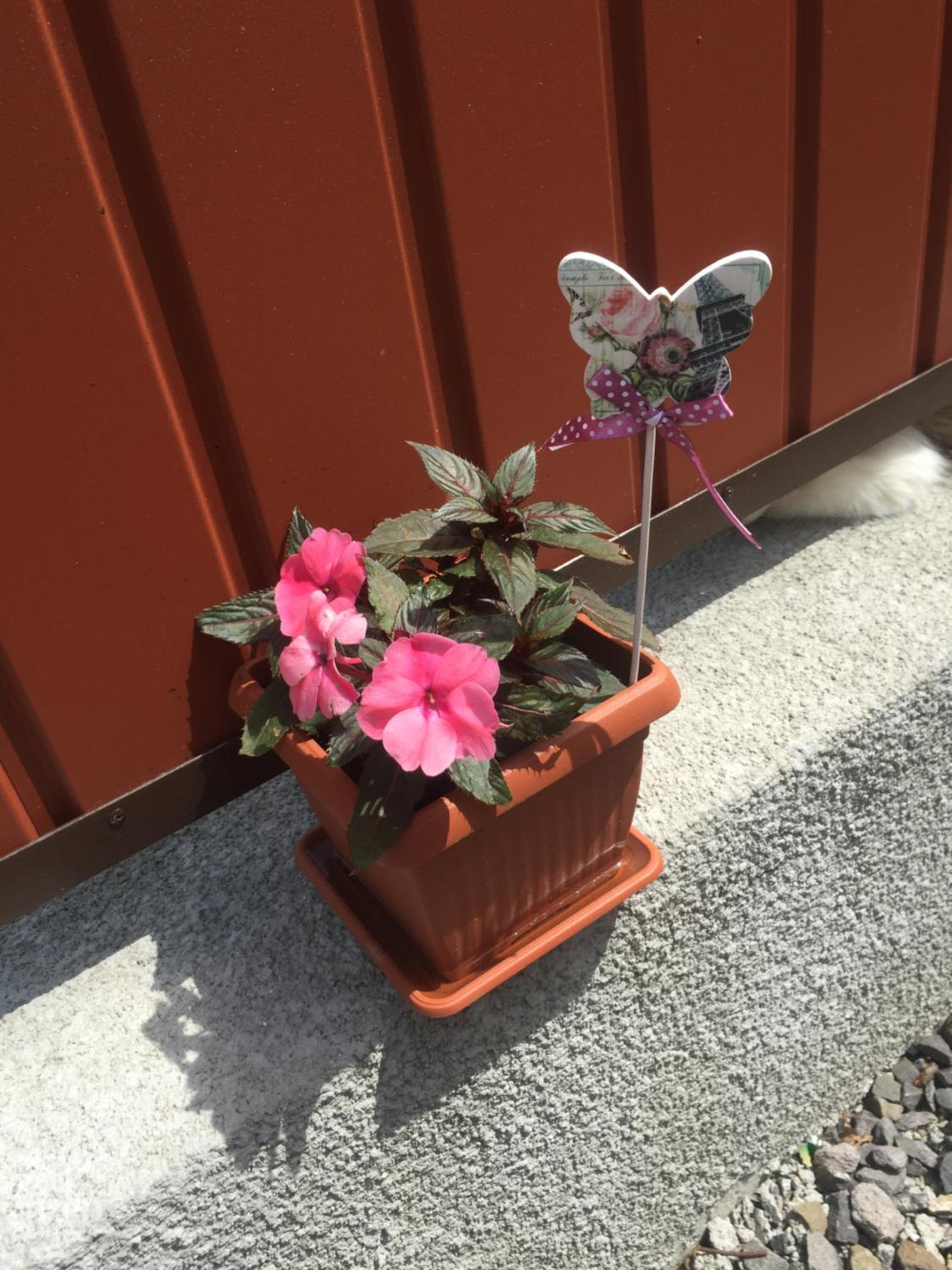 Photo 44
