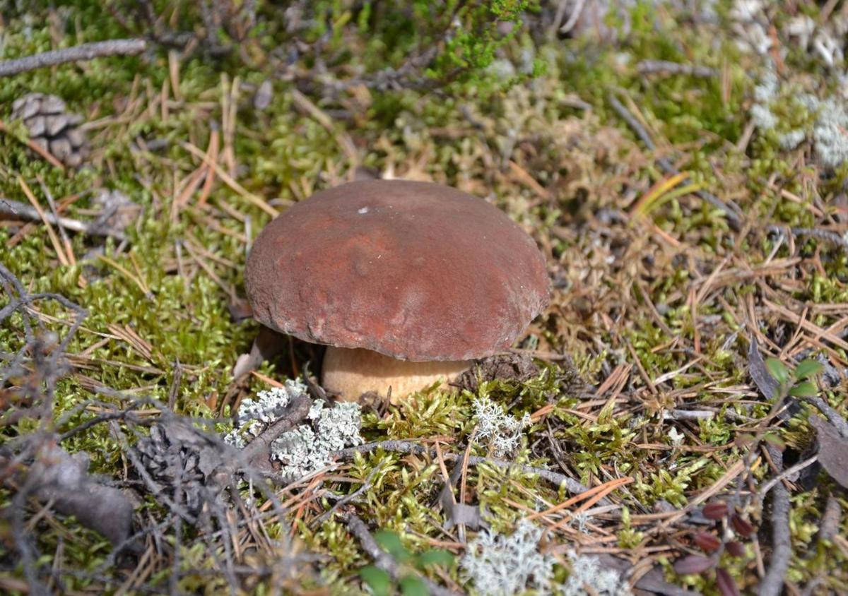 Photo 42