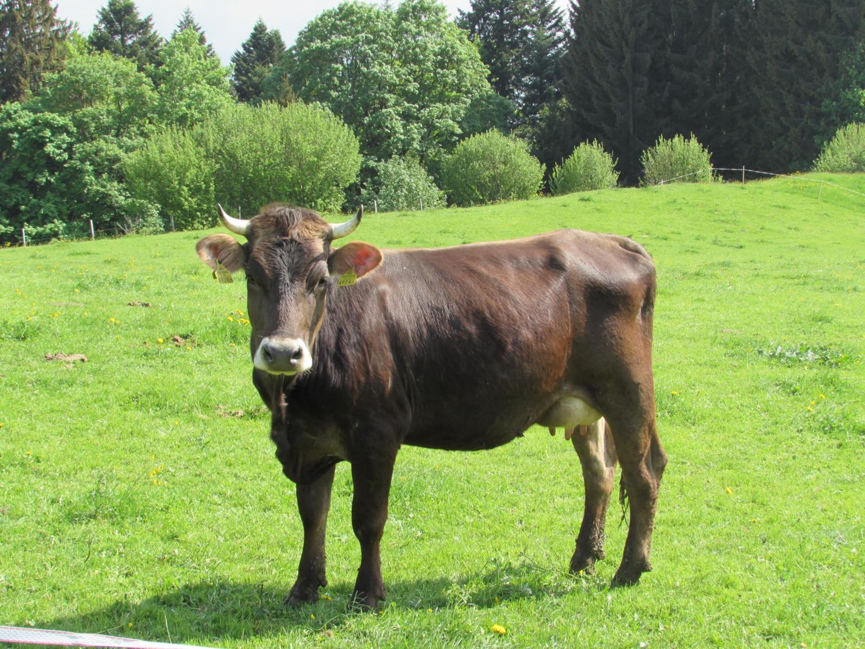 Stockreutehof en Sulzberg