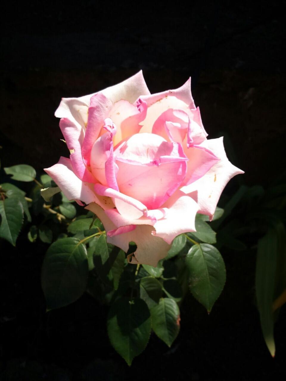 Photo 33