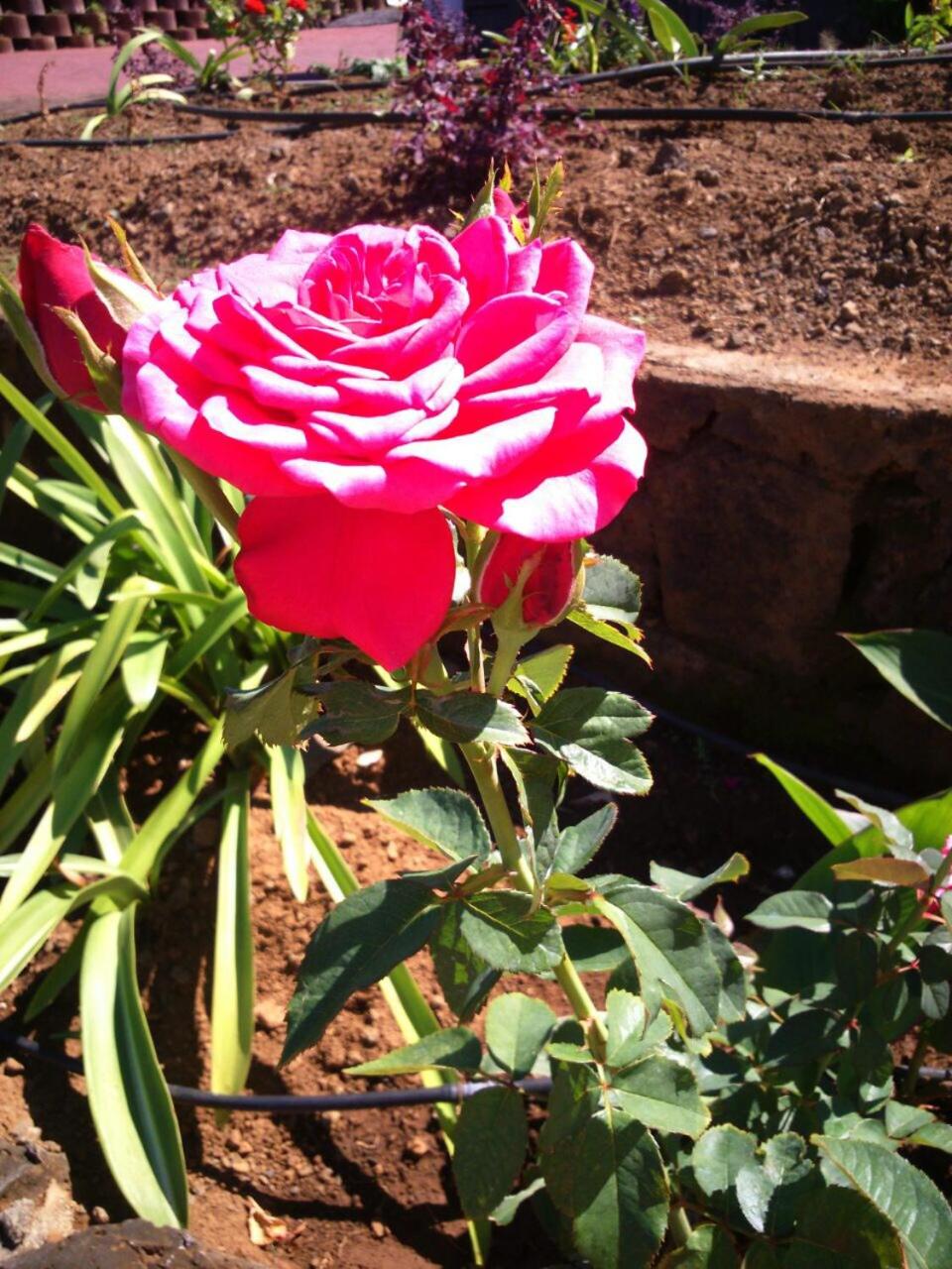 Photo 38