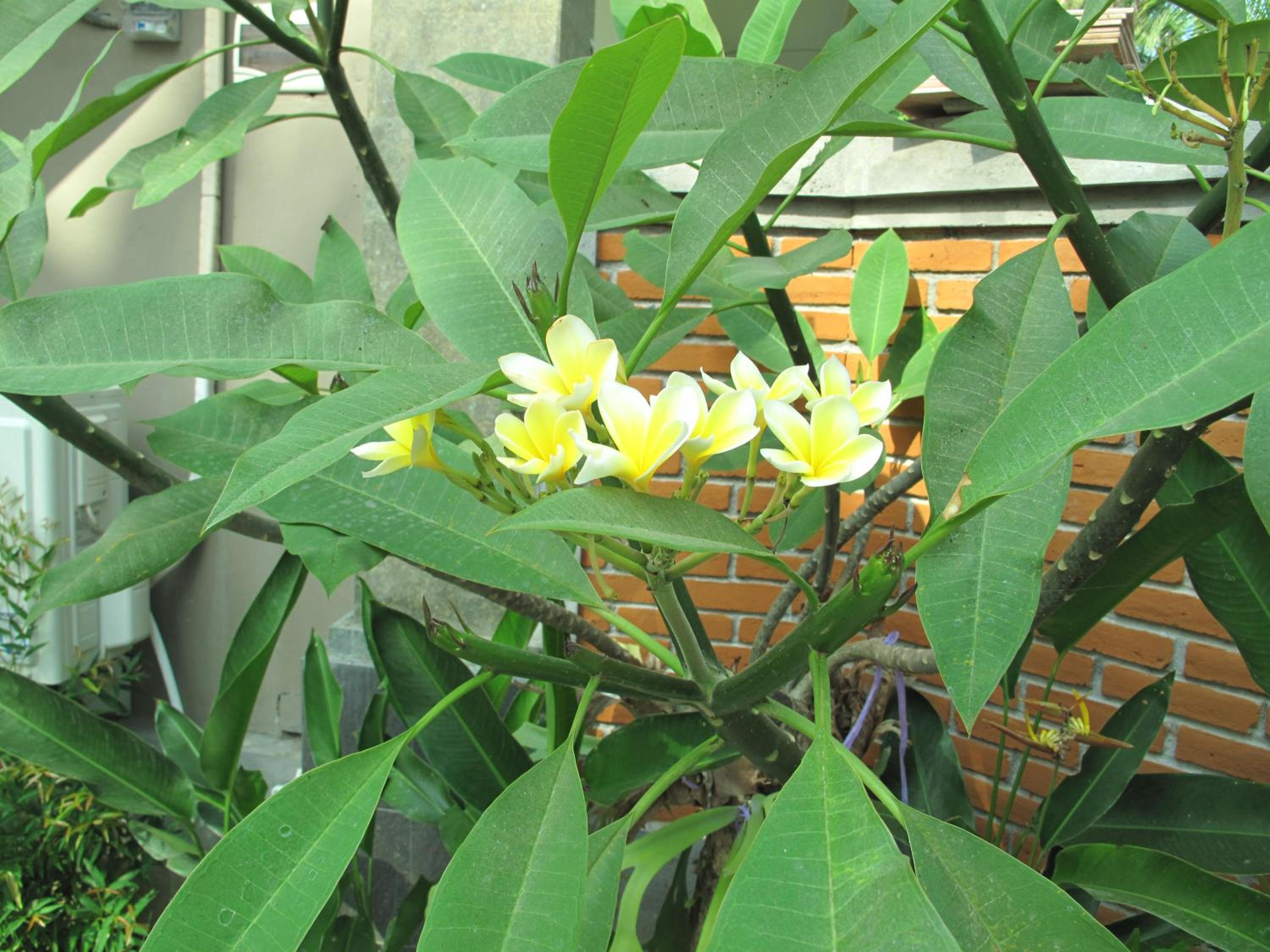 Sunrise coconut House-2