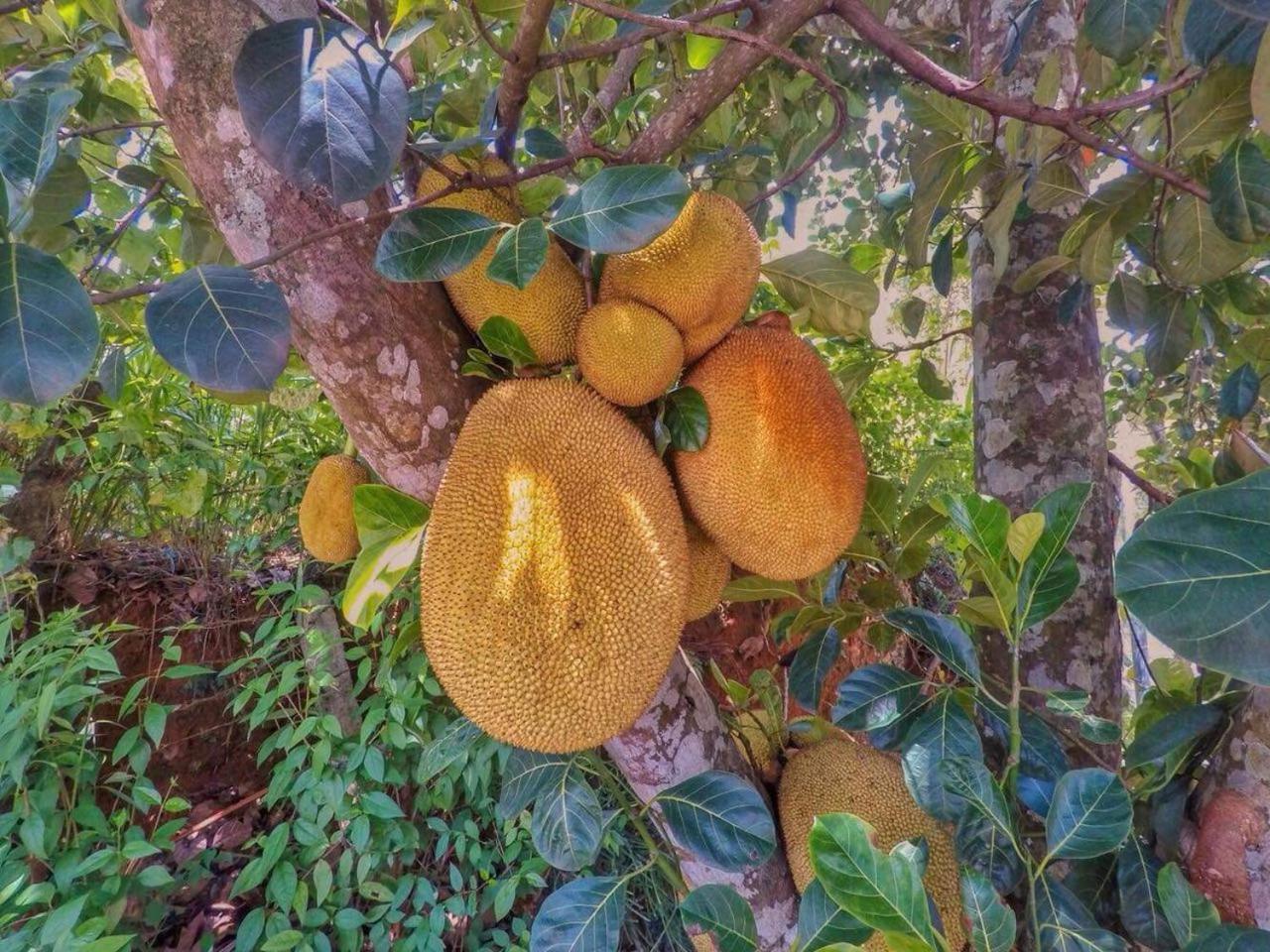 The Mango