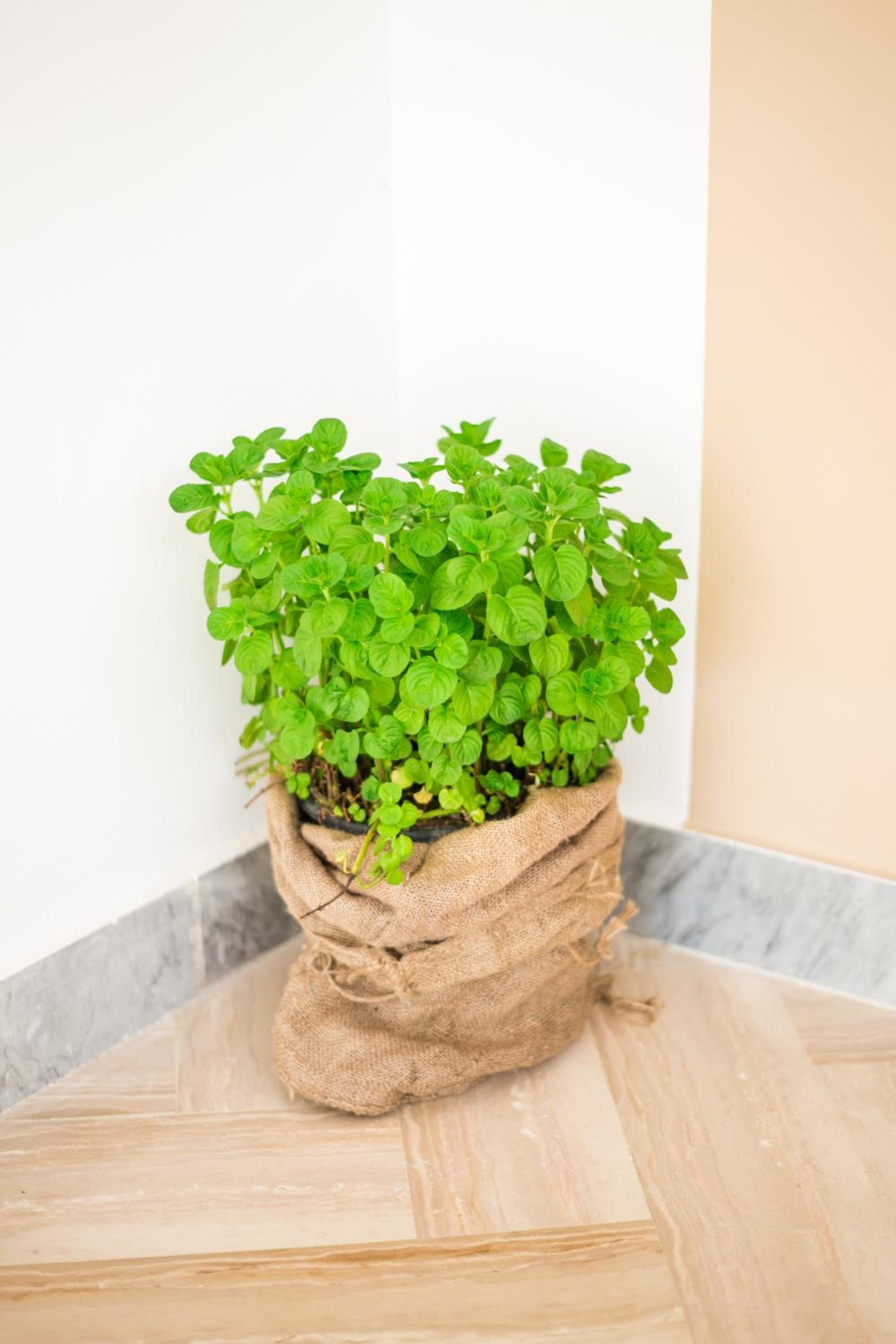B&B Menta e Limone photo 2
