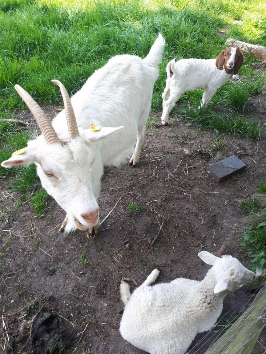 Nicki's Ferien Oase