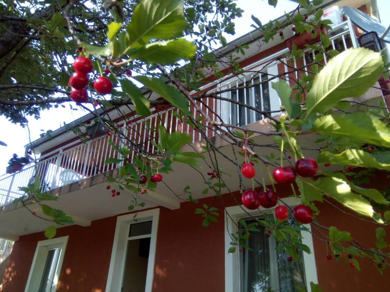 Apartman Vesna view 5