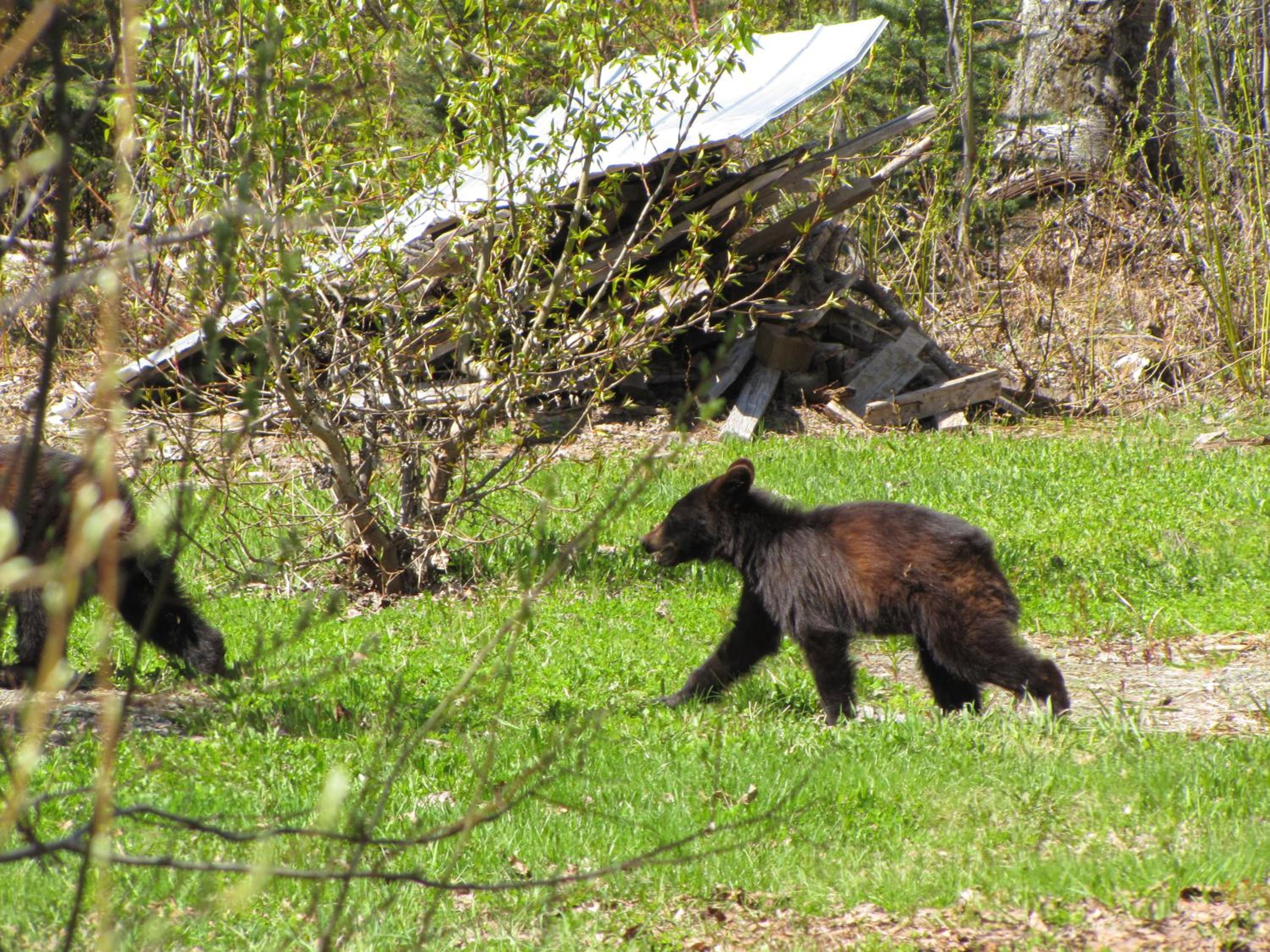 Bear Valley Guesthouse