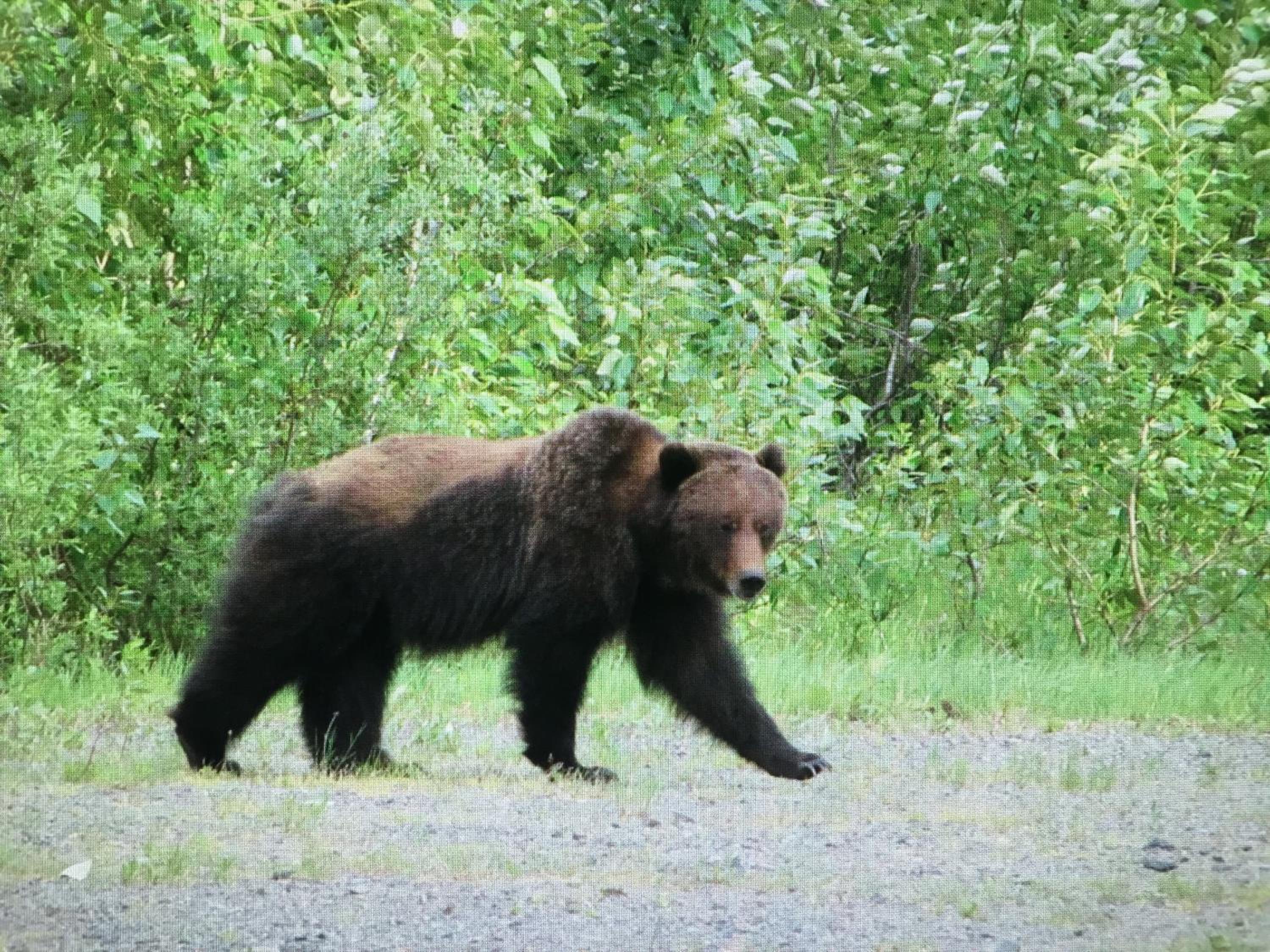 Bear Valley Guesthouse