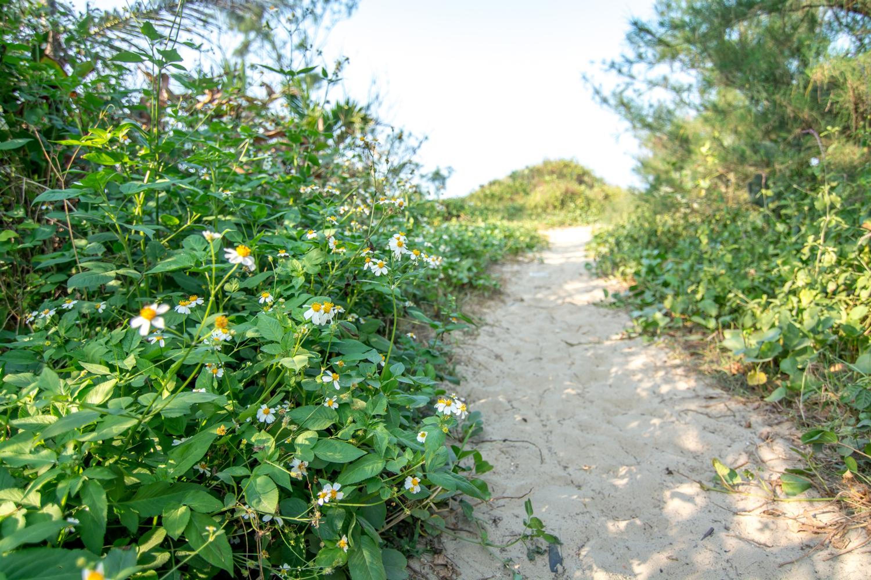 Jasmine Garden