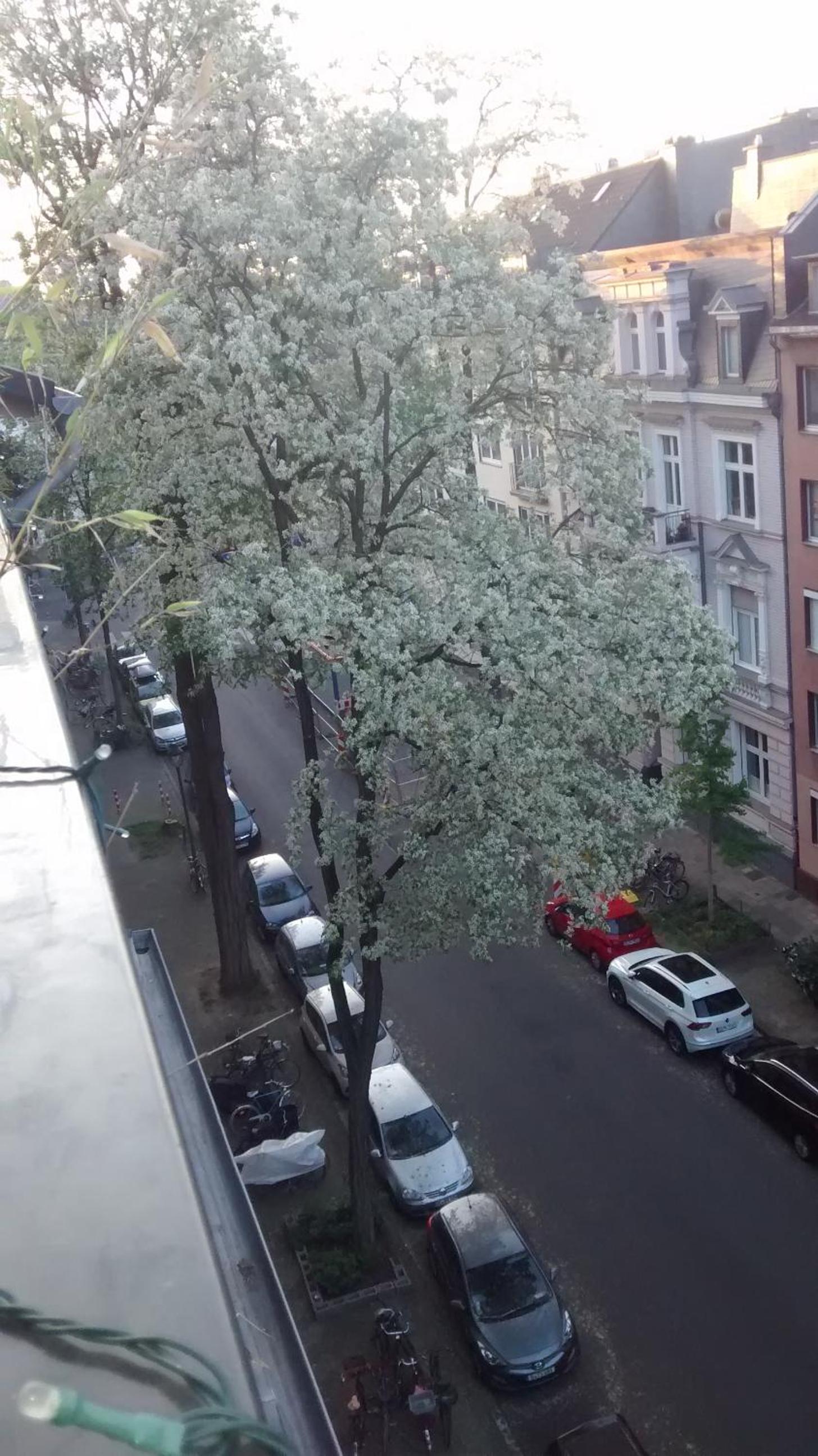 Apartment in Pempelfort - Central