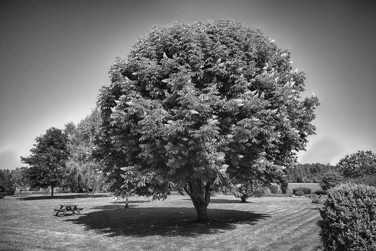 Photo 50