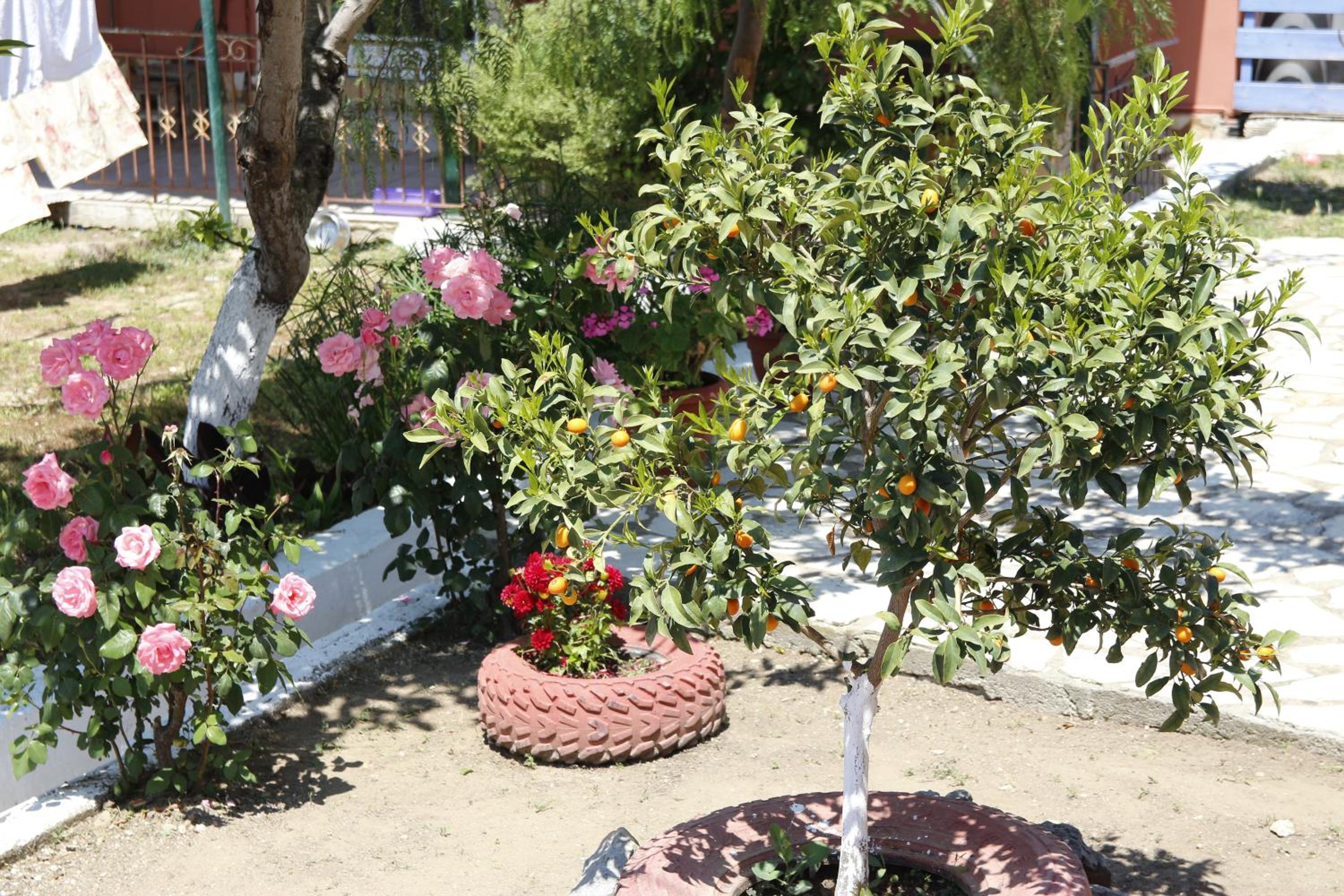 Photo 11