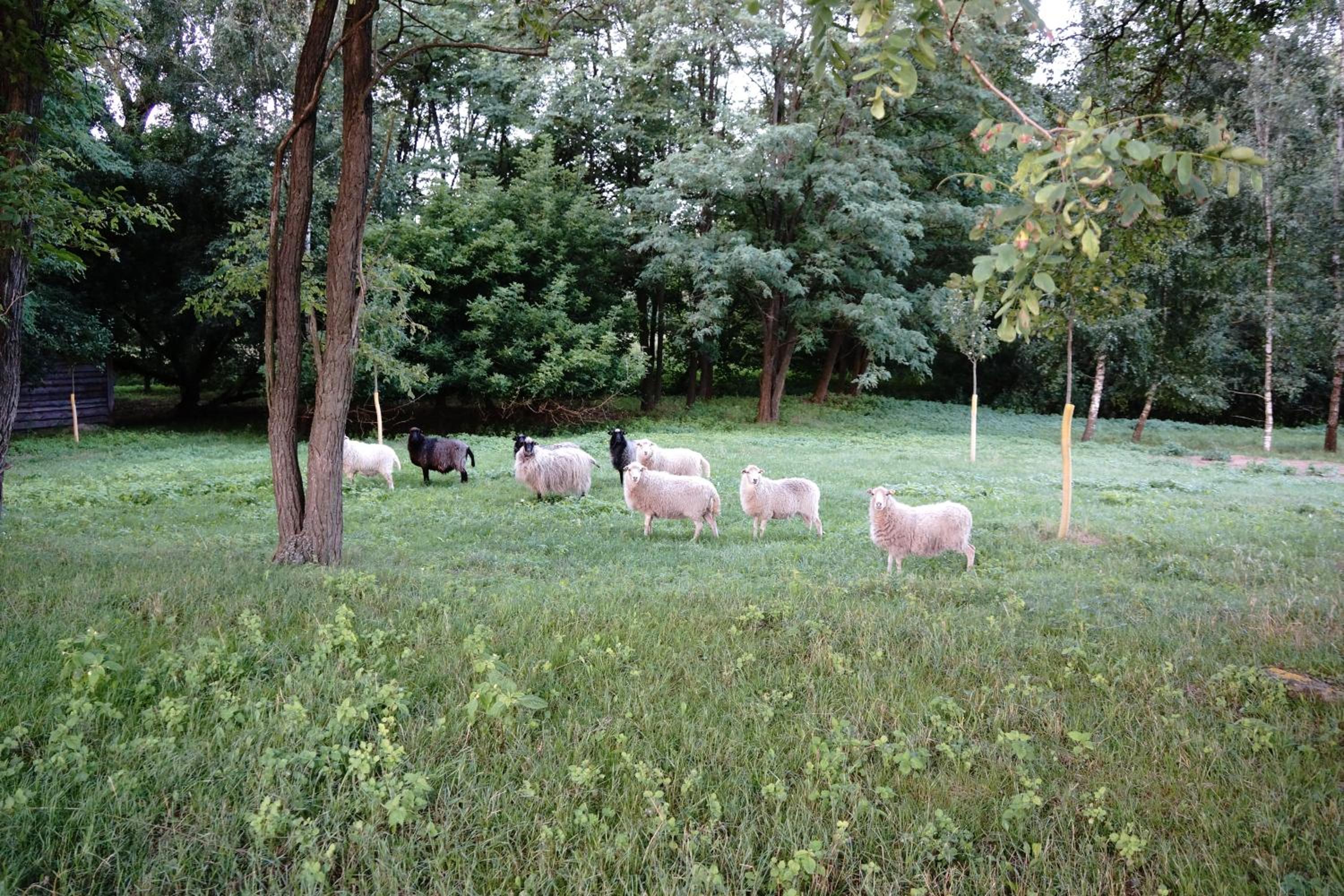 Photo 40