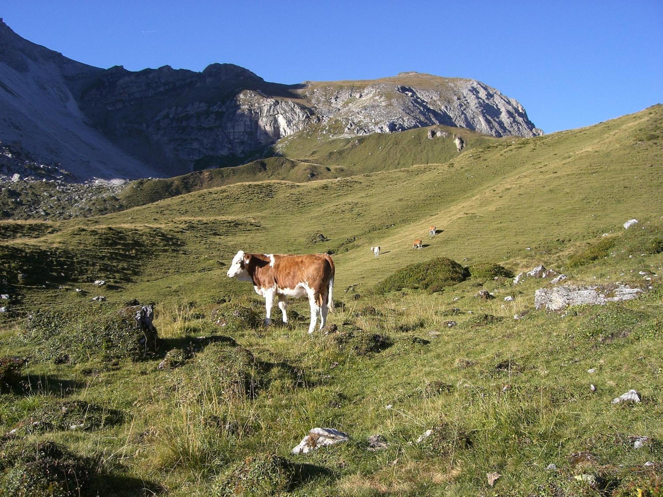 Brandstättergut