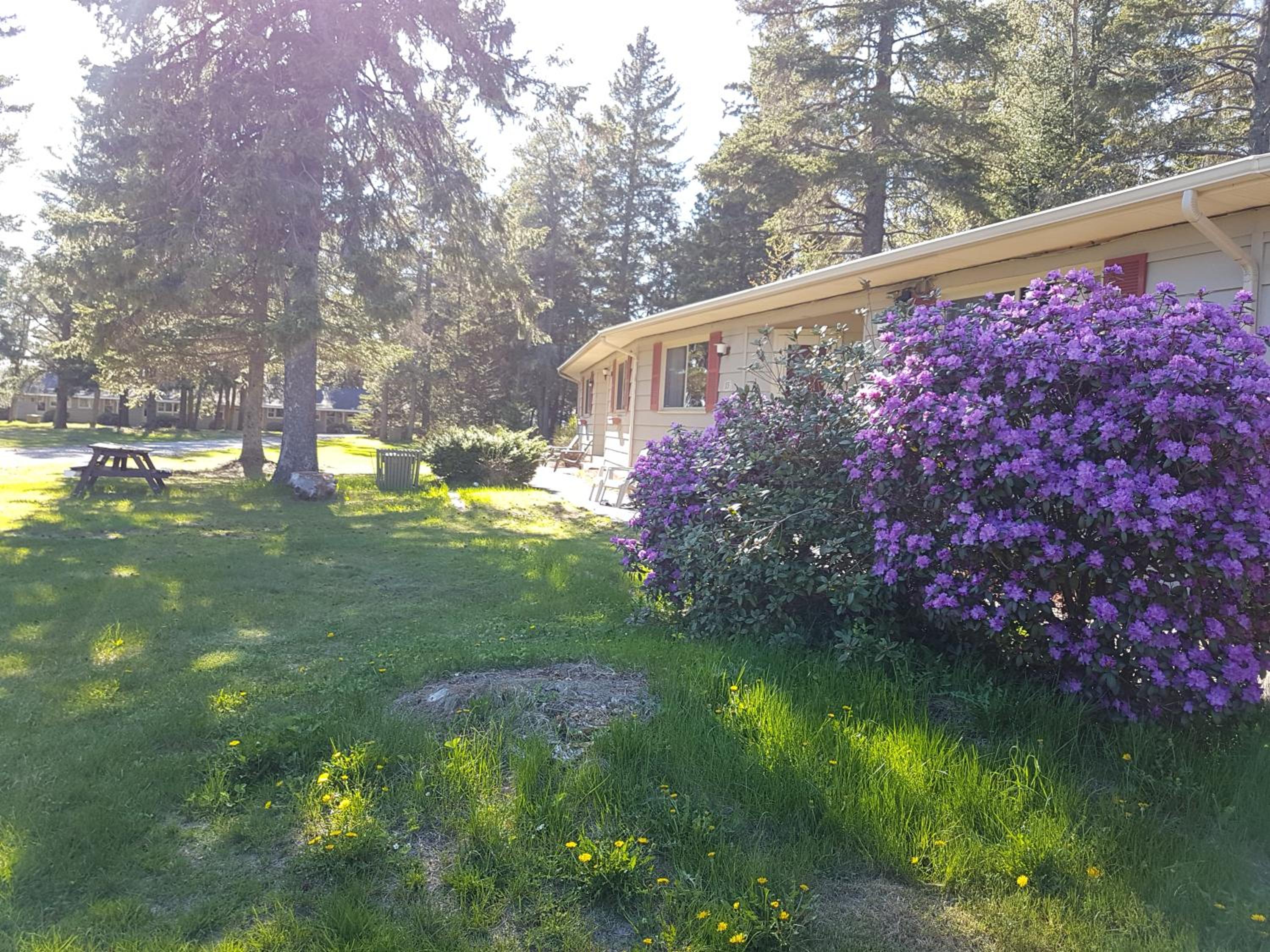 Pinecone Motel